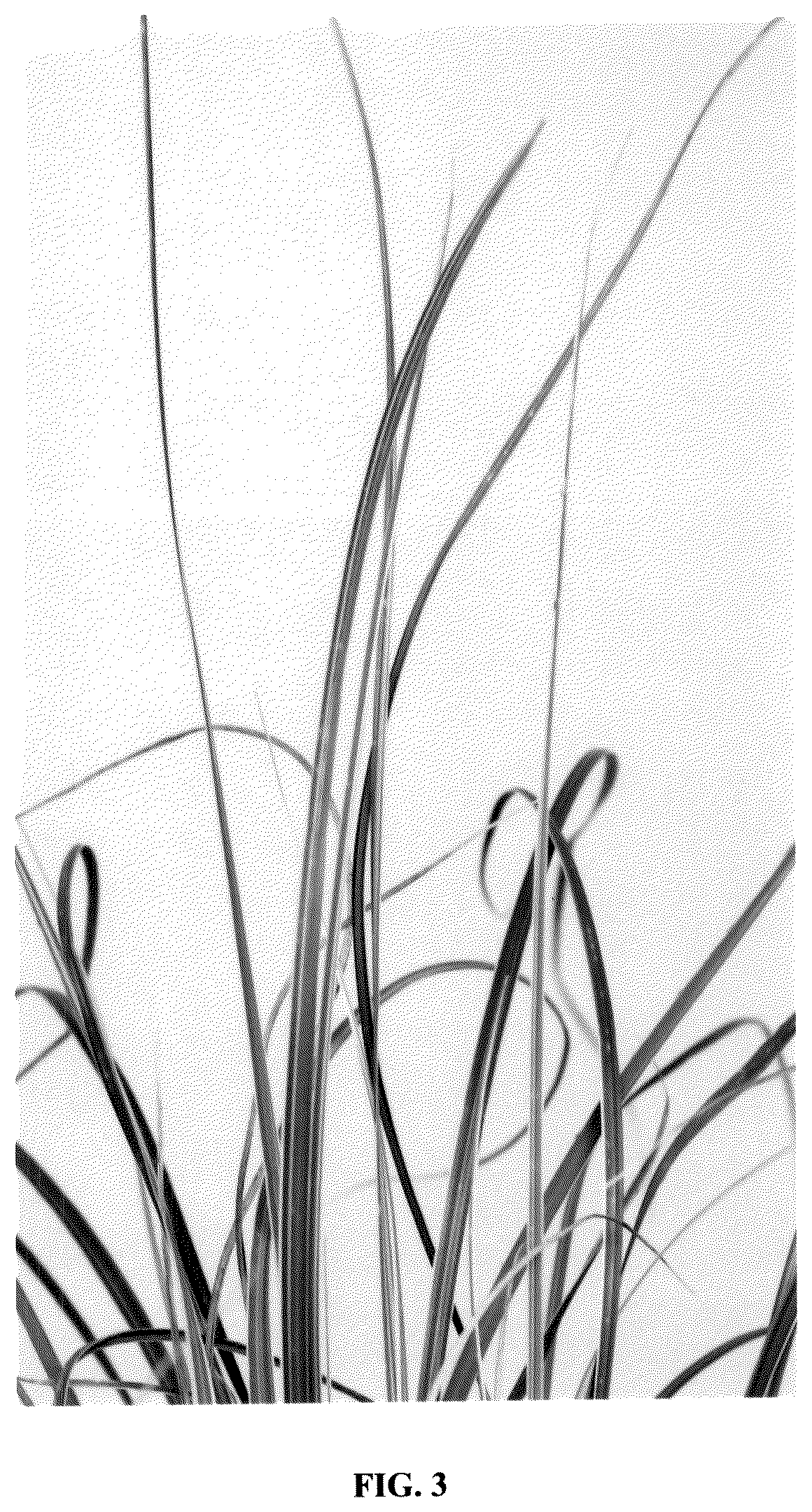 Patent USPP036831 Figure 3 – Cortaderia plant named ‘Day3’