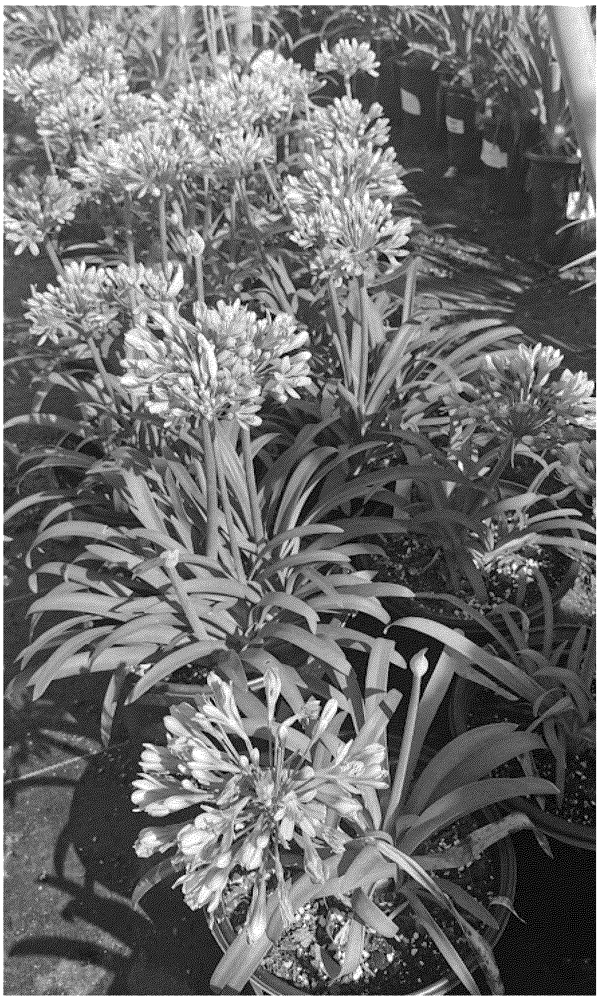 Patent USPP036832 Figure 1 – Agapanthus plant named ‘ALTatomicage’