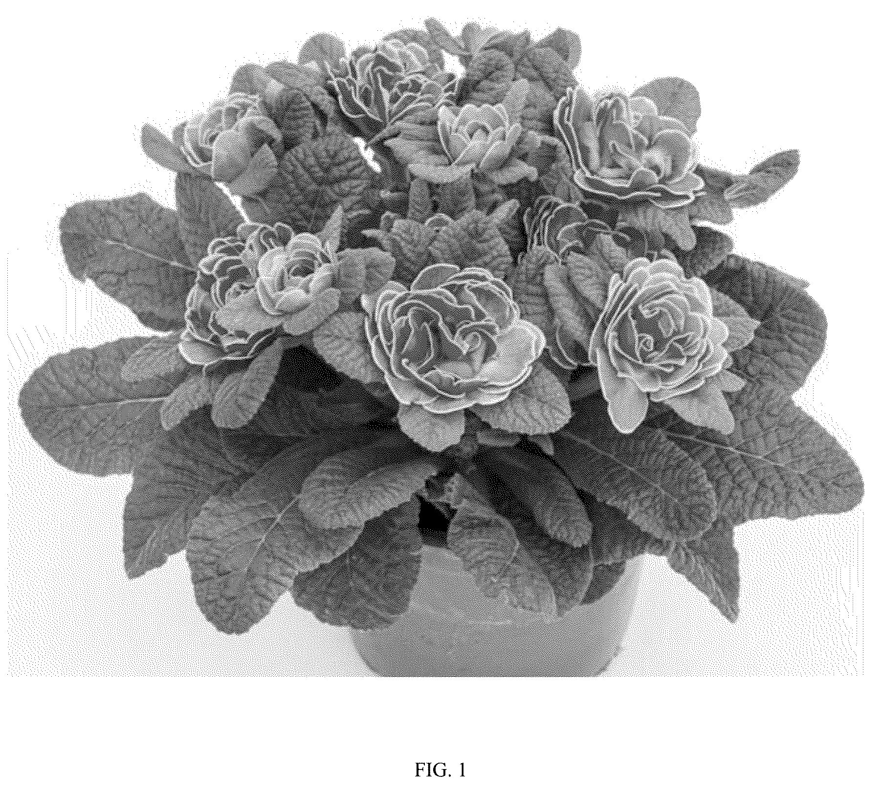 Patent USPP036833 Figure 1 – Primula plant named ‘KERBELROSA’