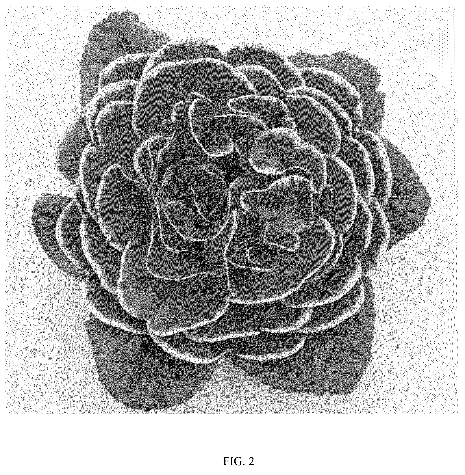 Patent USPP036833 Figure 2 – Primula plant named ‘KERBELROSA’