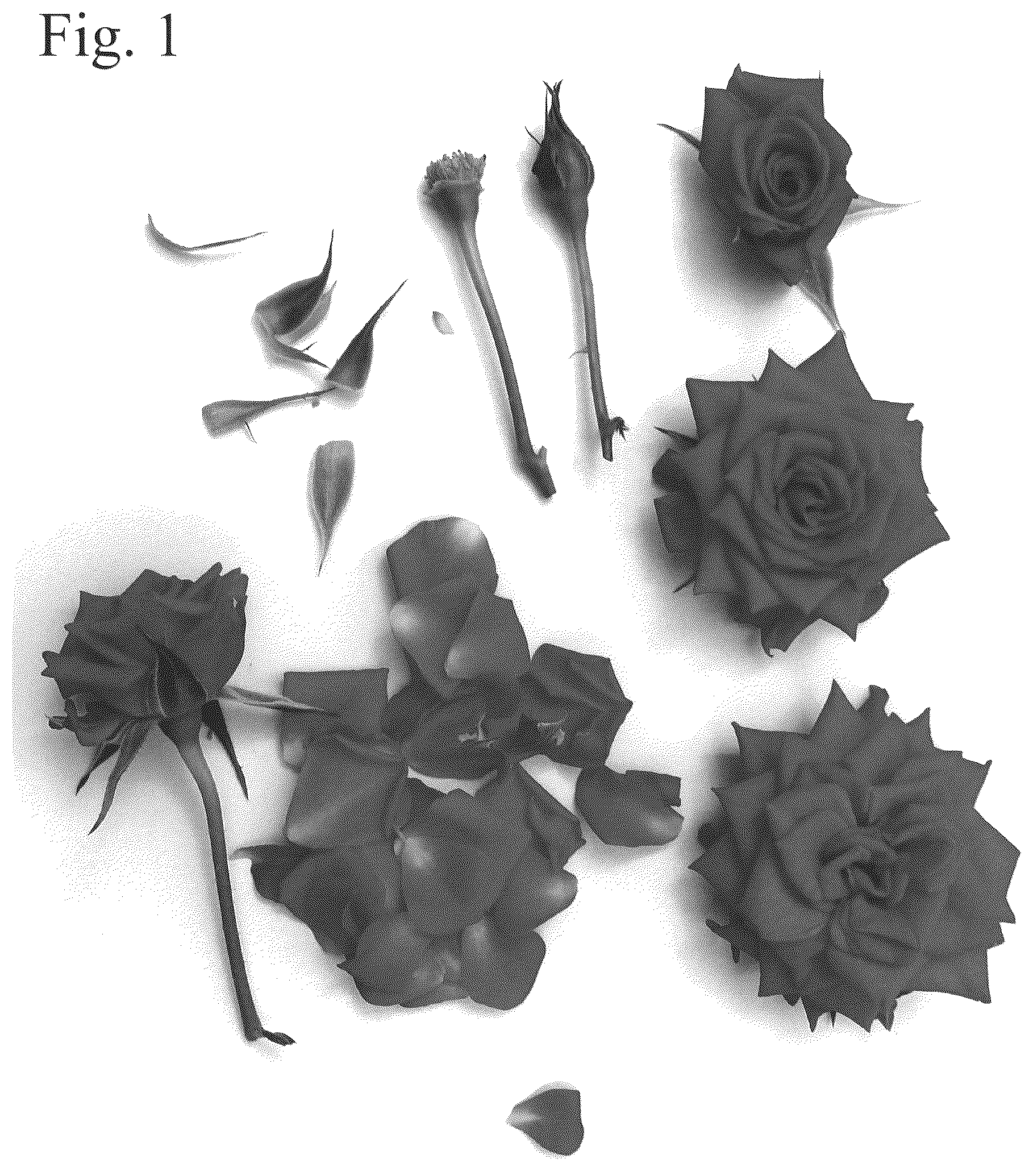 Patent USPP036834 Figure 1 – Rose plant named ‘Poulpar136’