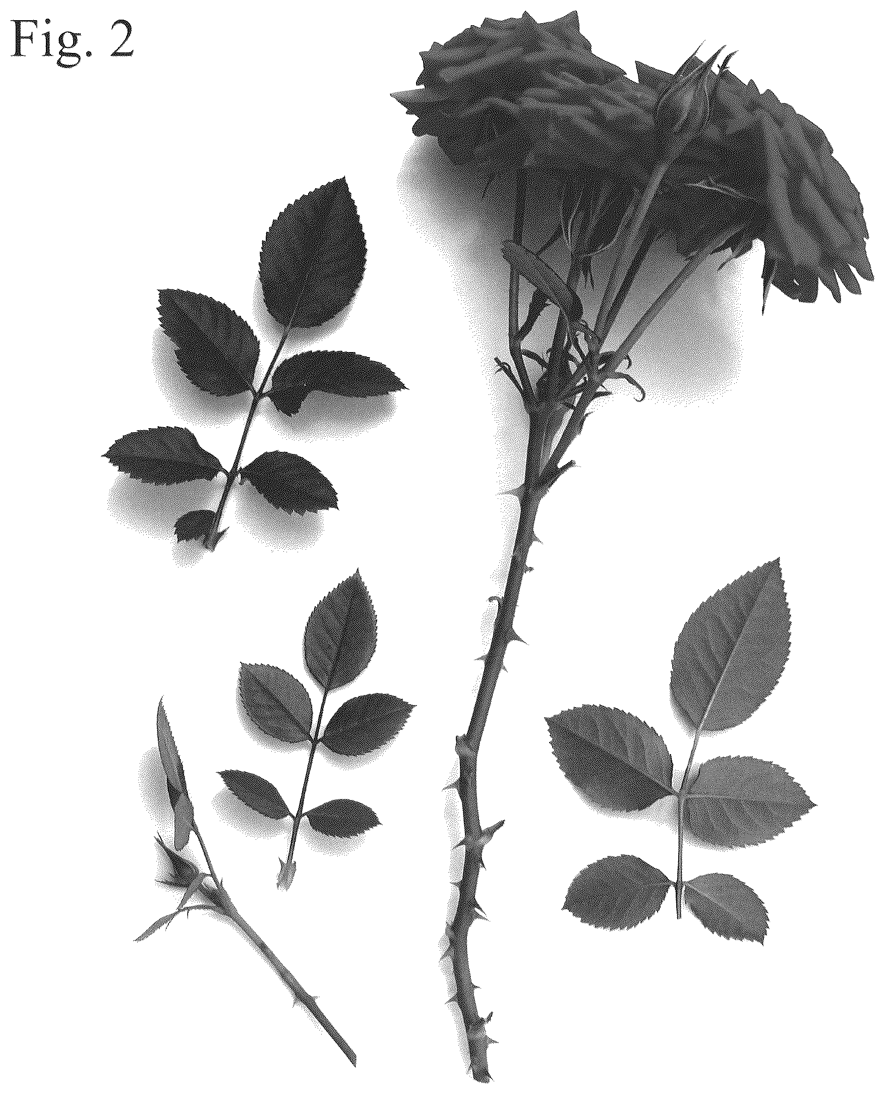 Patent USPP036834 Figure 2 – Rose plant named ‘Poulpar136’