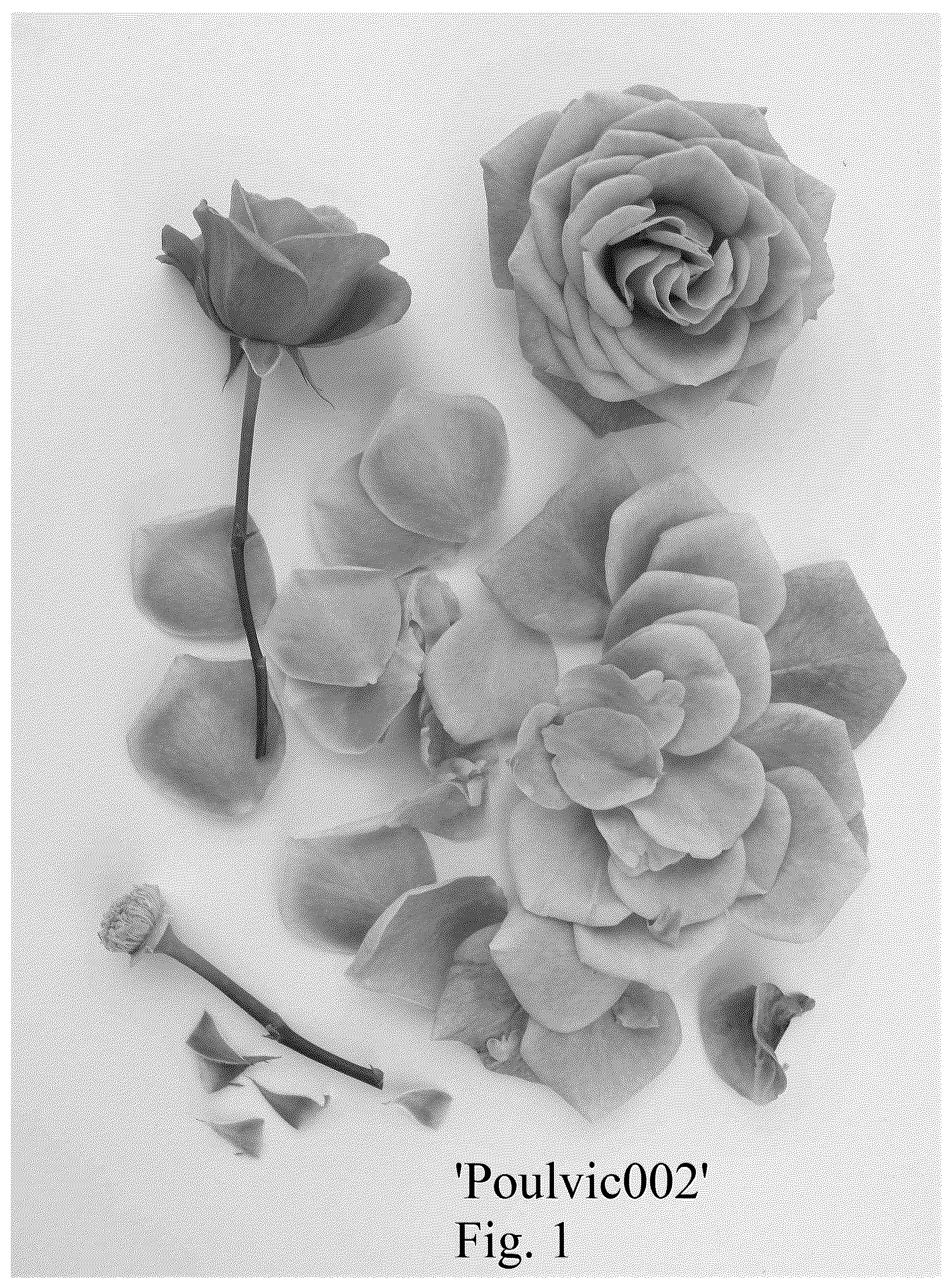Patent USPP036835 Figure 1 – Rose plant named ‘Poulvic002’