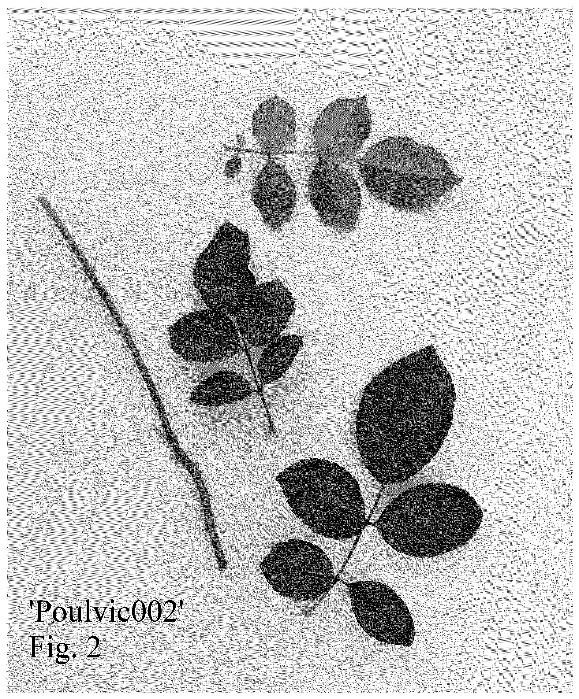 Patent USPP036835 Figure 2 – Rose plant named ‘Poulvic002’