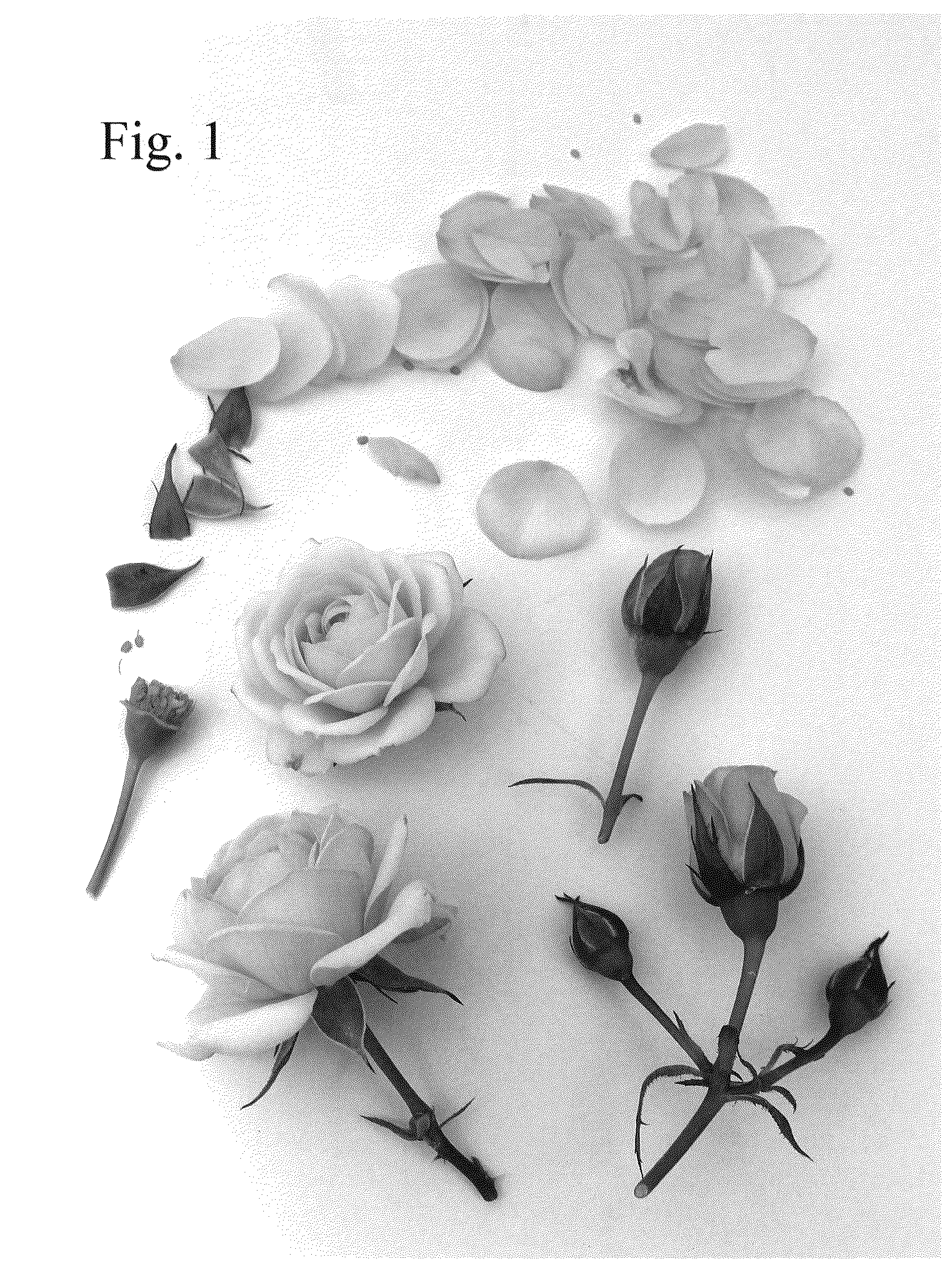 Patent USPP036836 — Rose plant named ‘Poulty036’ — Figure 1