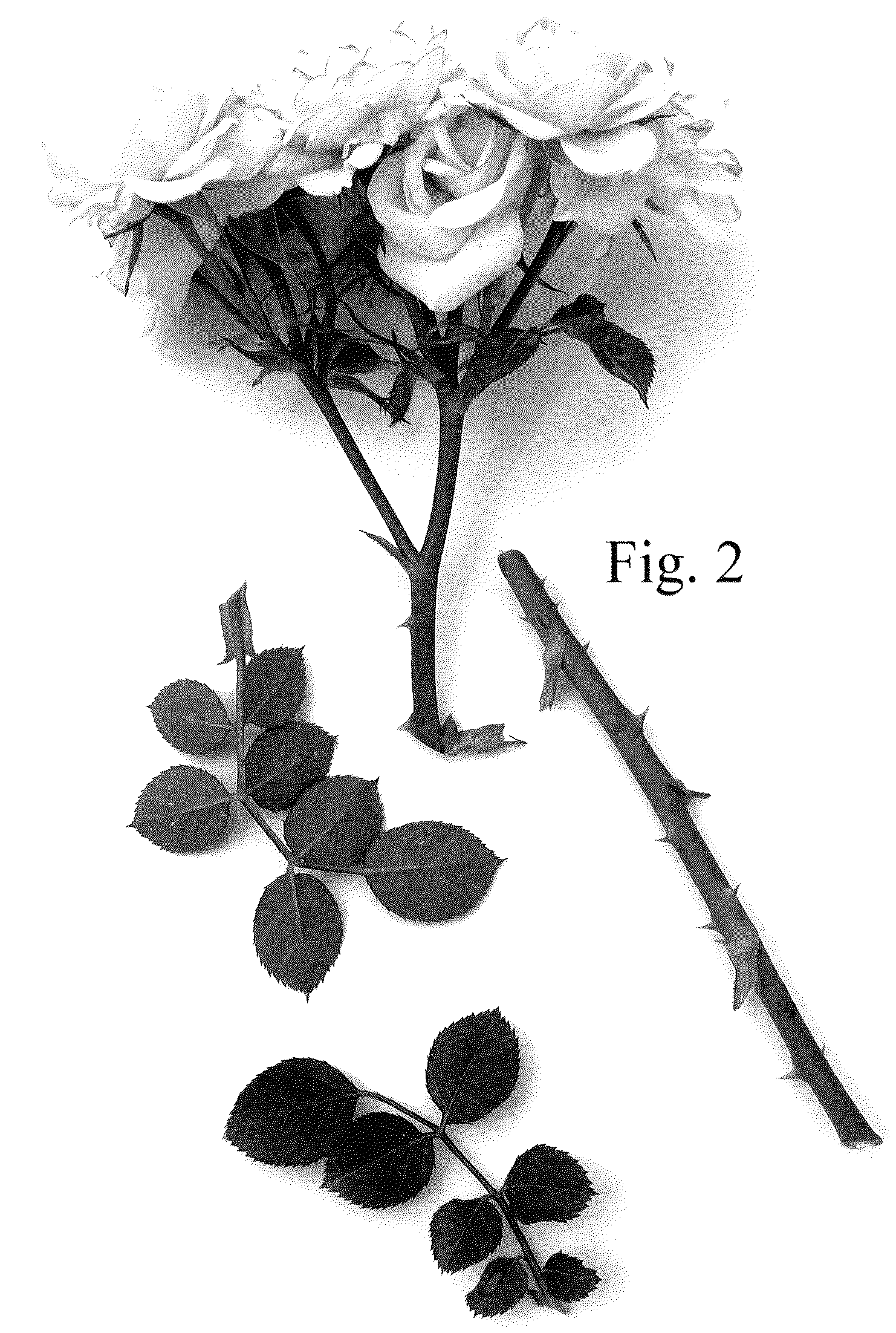 Patent USPP036836 Figure 2 – Rose plant named ‘Poulty036’