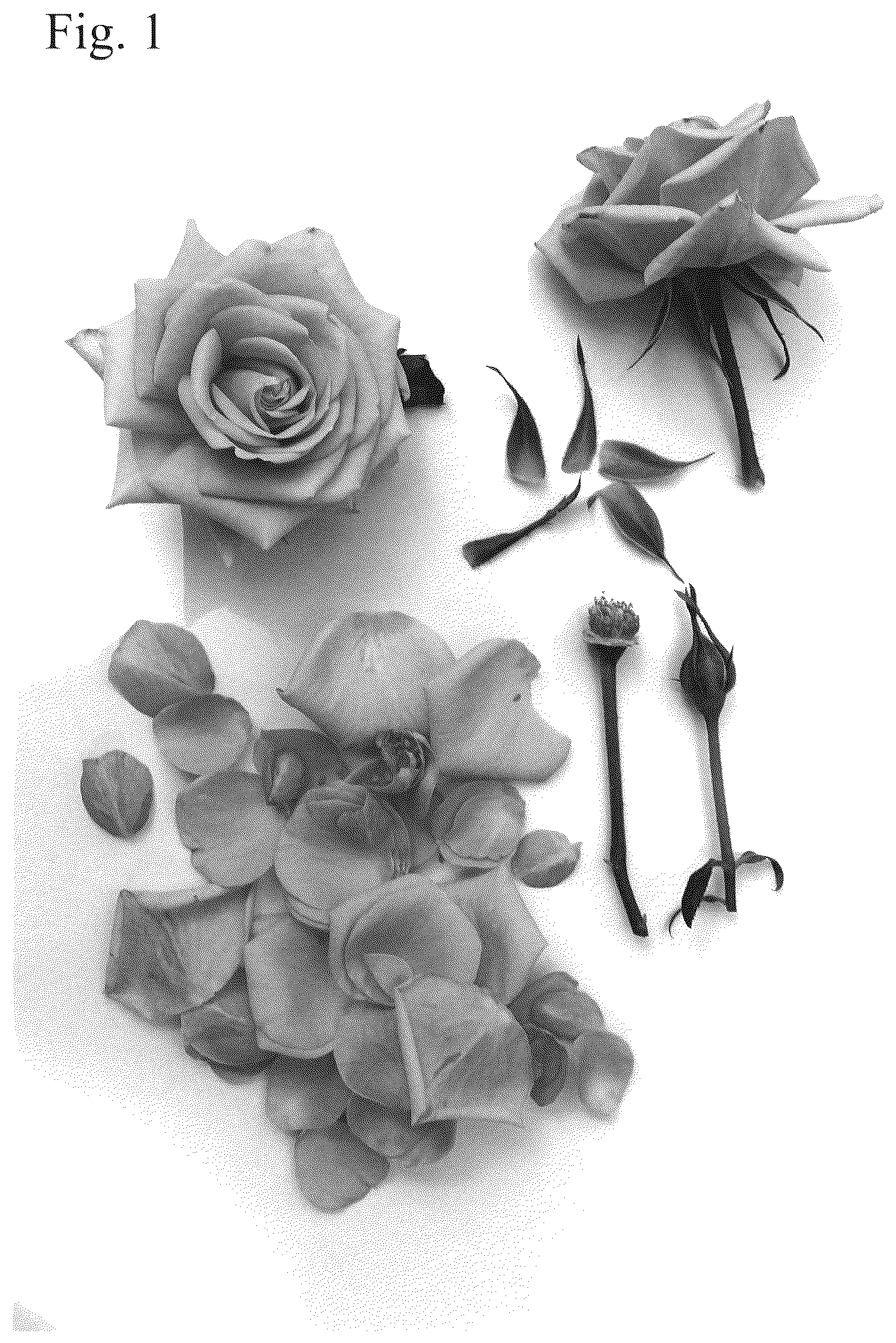 Patent USPP036837 — Rose plant named ‘Poulpah126’ — Figure 1