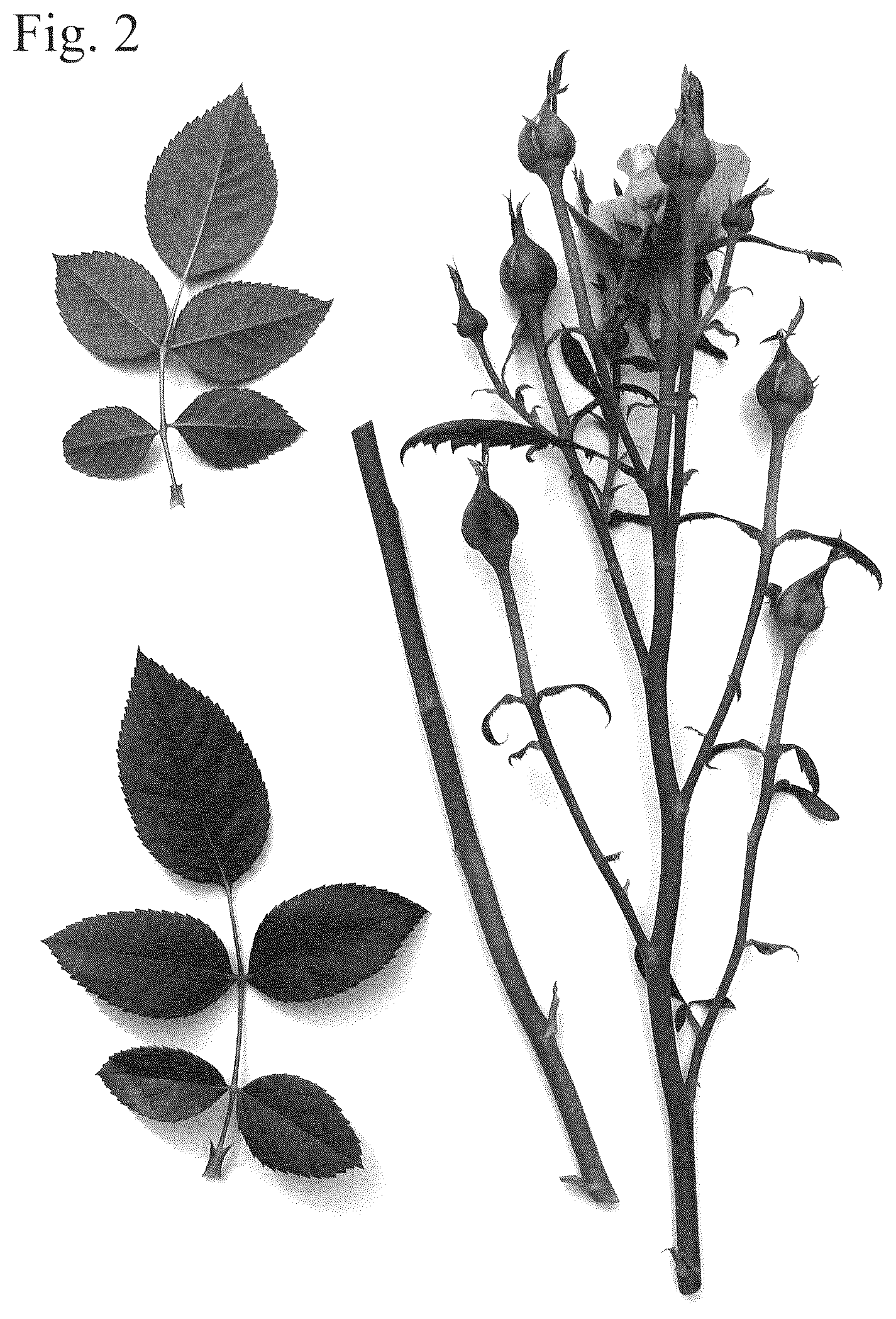 Patent USPP036837 Figure 2 – Rose plant named ‘Poulpah126’