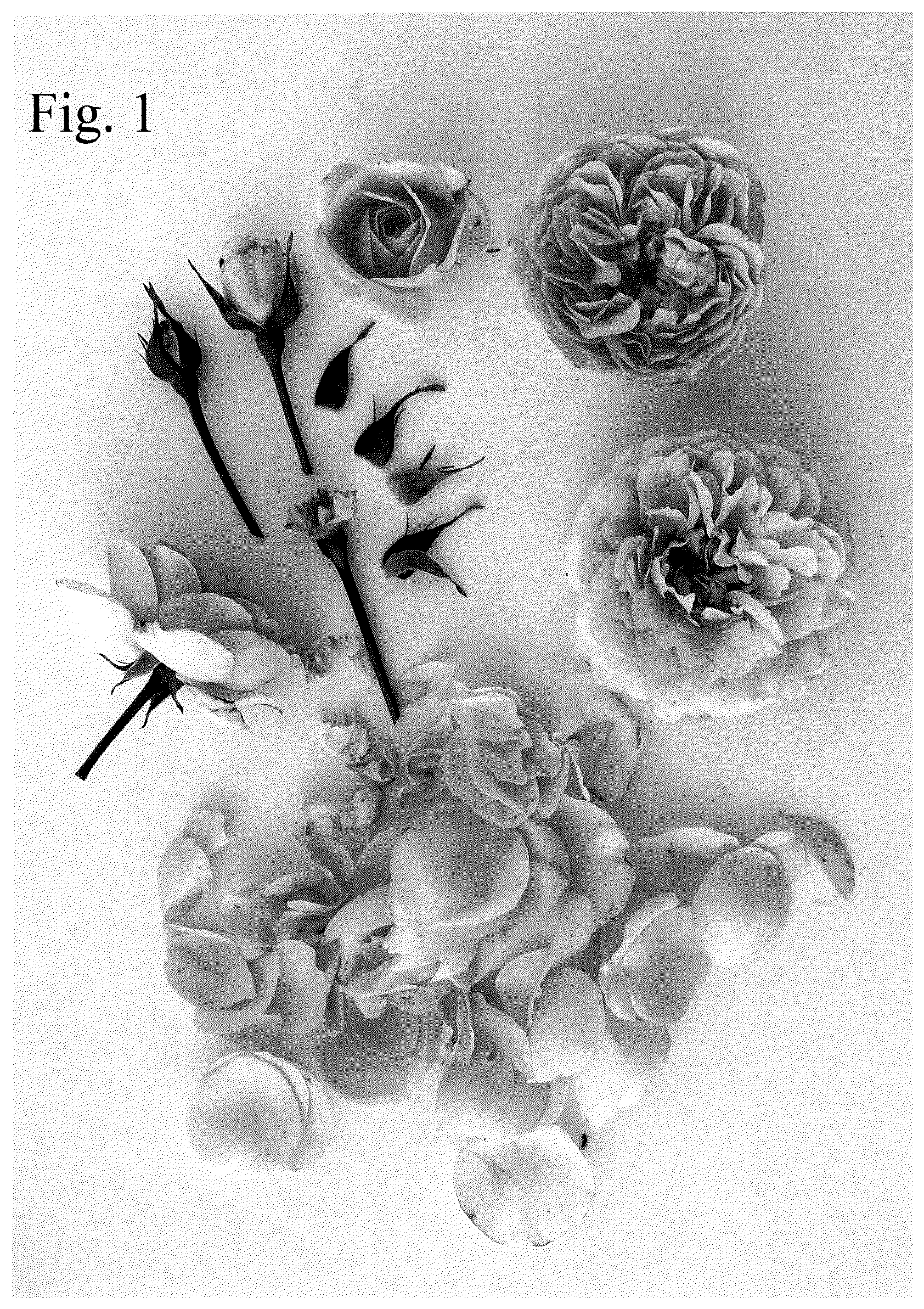 Patent USPP036838 — Floribunda rose plant named ‘Poulnap008’ — Figure 1