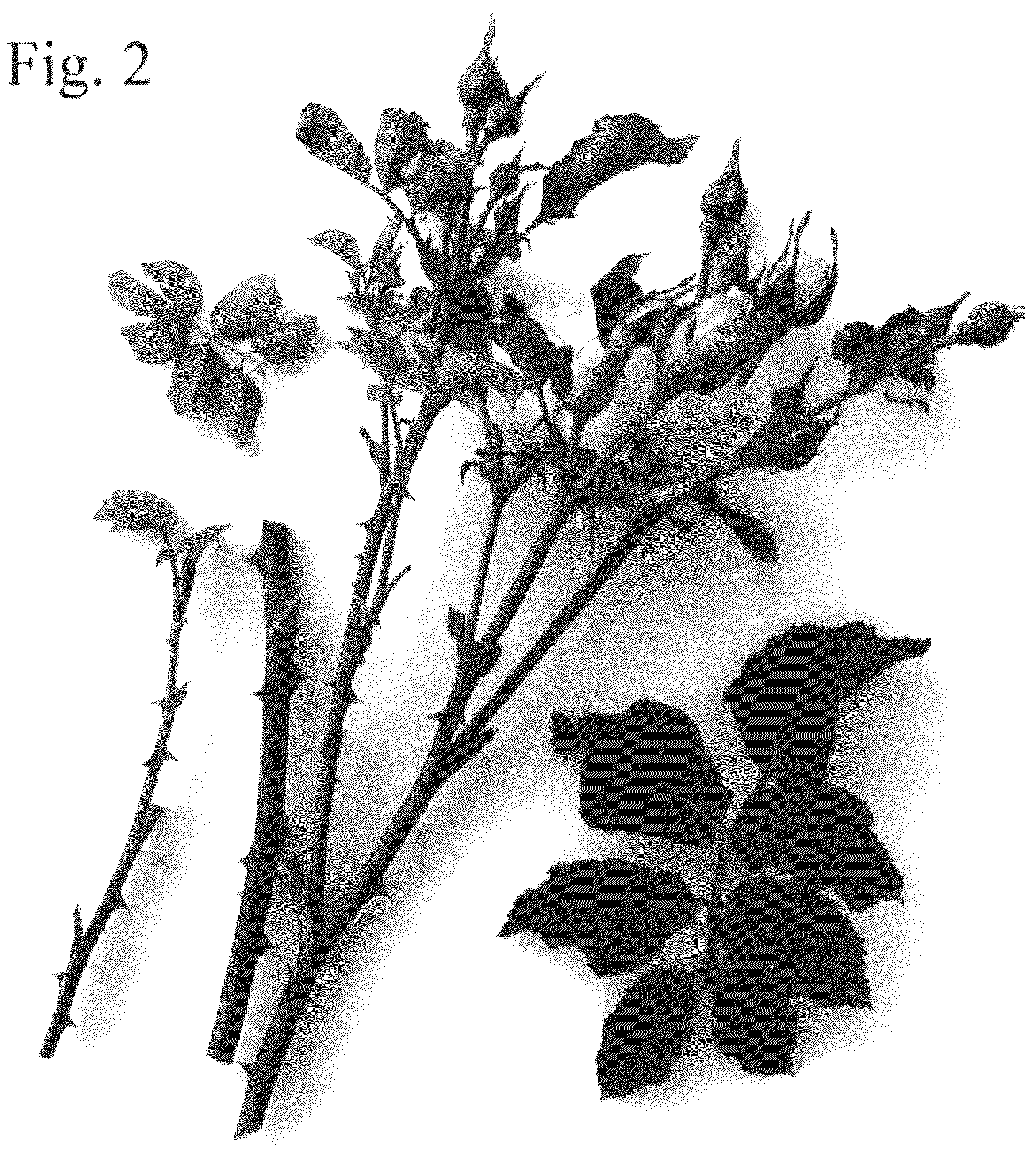 Patent USPP036838 Figure 2 – Floribunda rose plant named ‘Poulnap008’