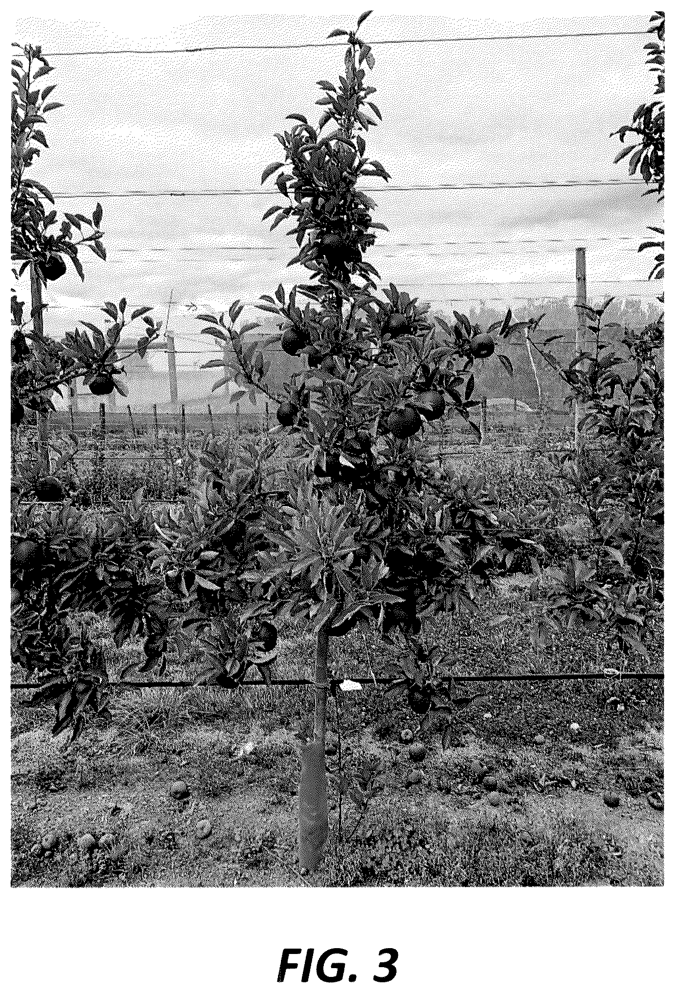 Patent USPP036839 Figure 3 – Apple tree named ‘PremA047’