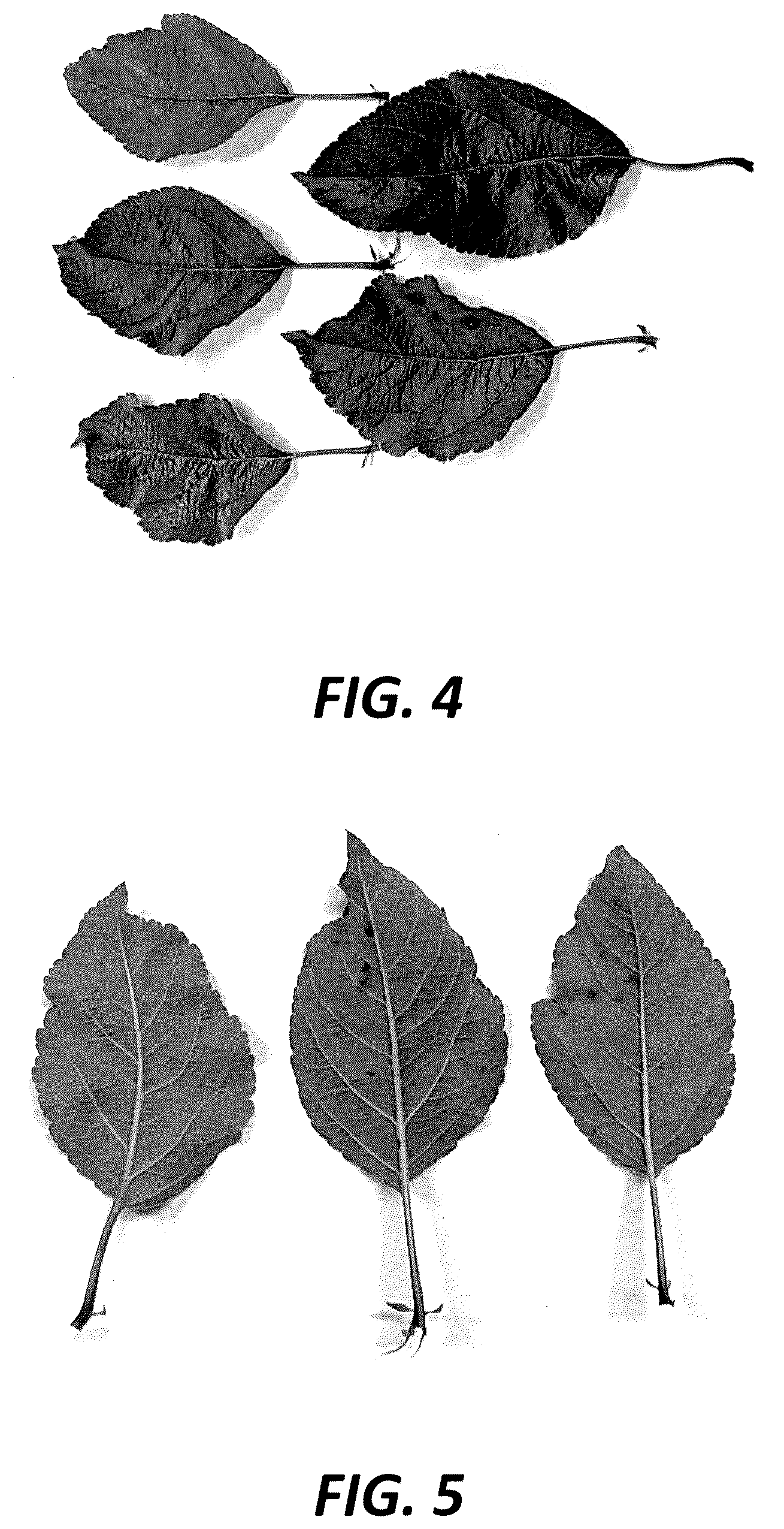 Patent USPP036839 Figure 4 – Apple tree named ‘PremA047’