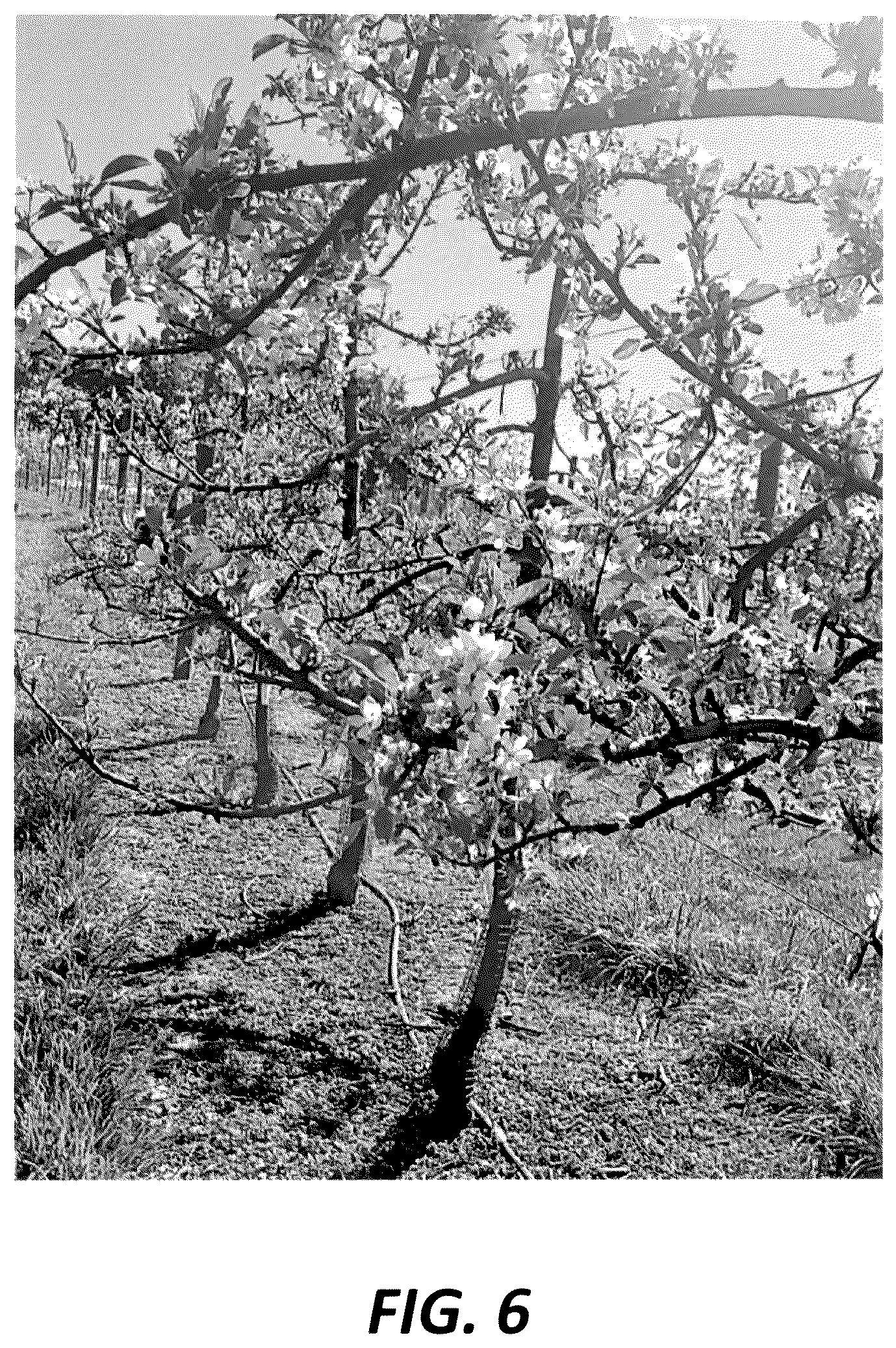 Patent USPP036839 Figure 5 – Apple tree named ‘PremA047’