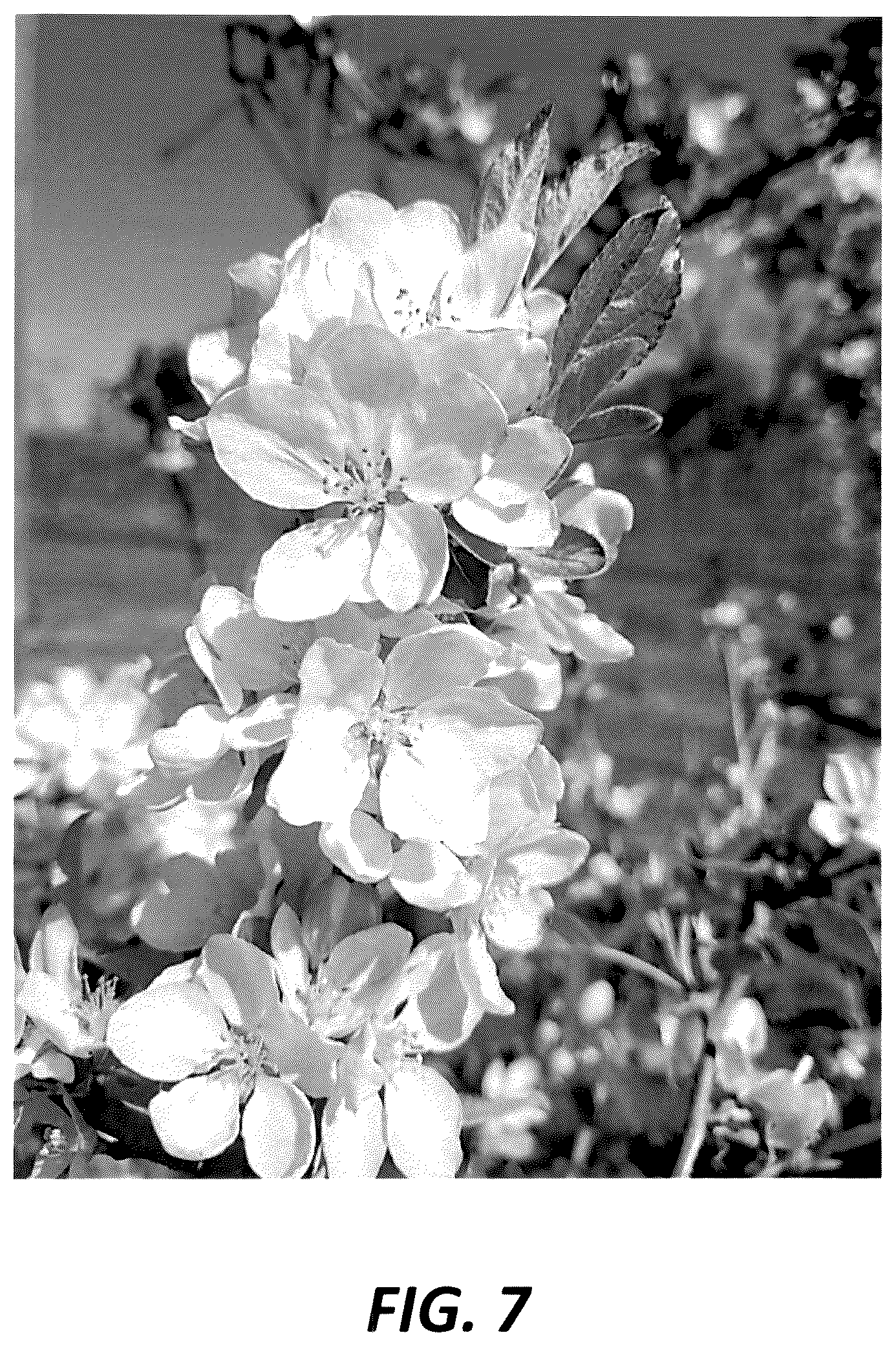 Patent USPP036839 Figure 6 – Apple tree named ‘PremA047’