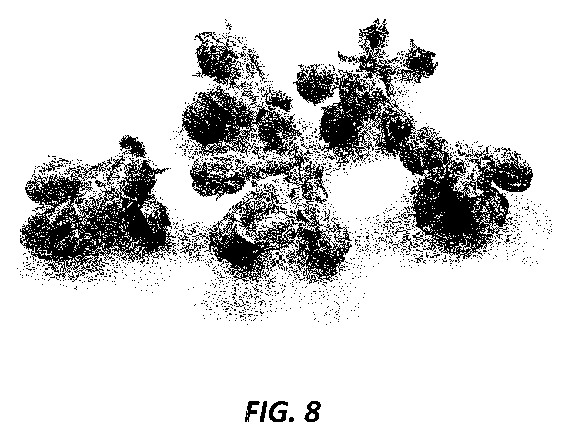 Patent USPP036839 Figure 7 – Apple tree named ‘PremA047’