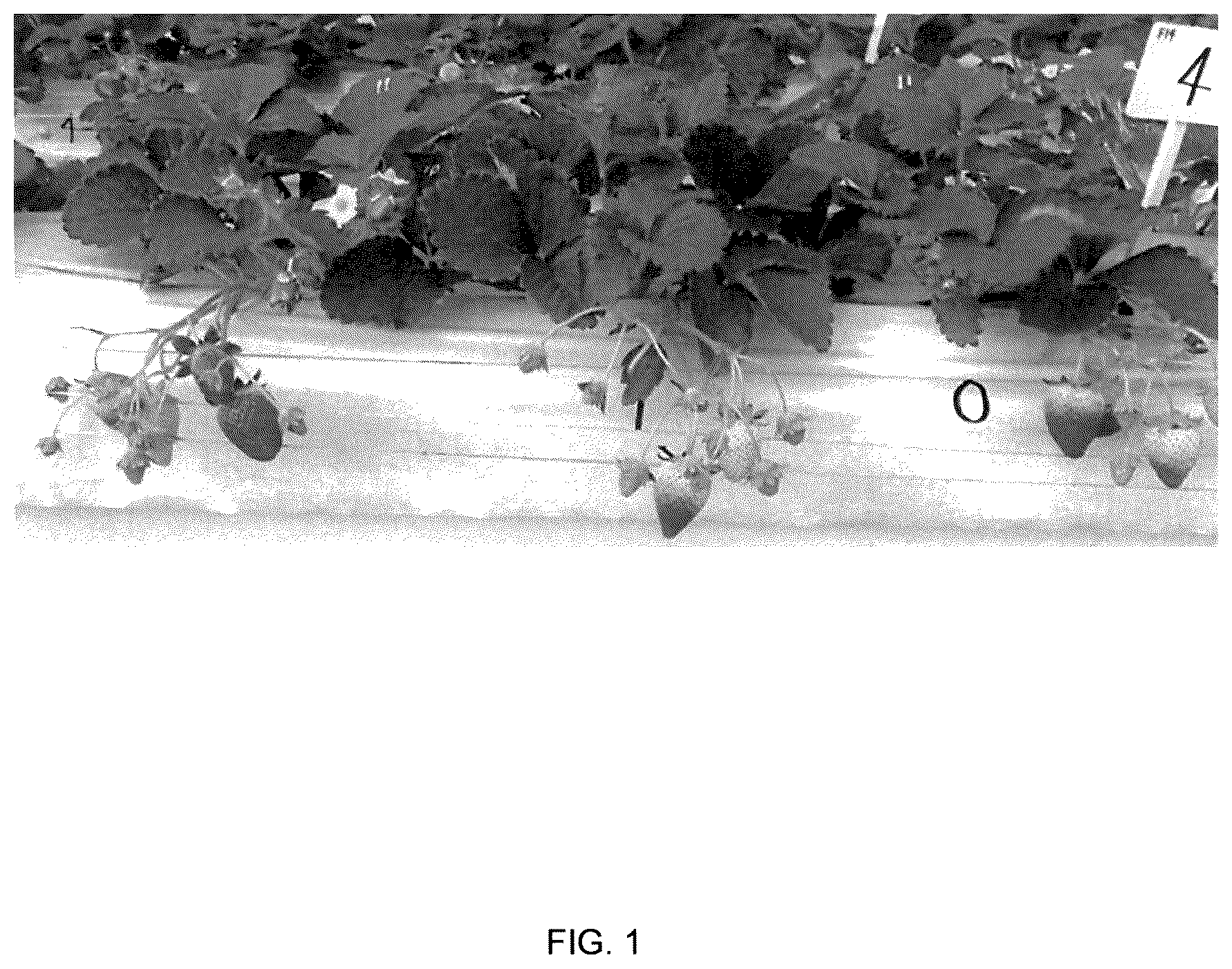 Patent USPP036840 Figure 1 – Strawberry plant named ‘Fukushima ST14Go’