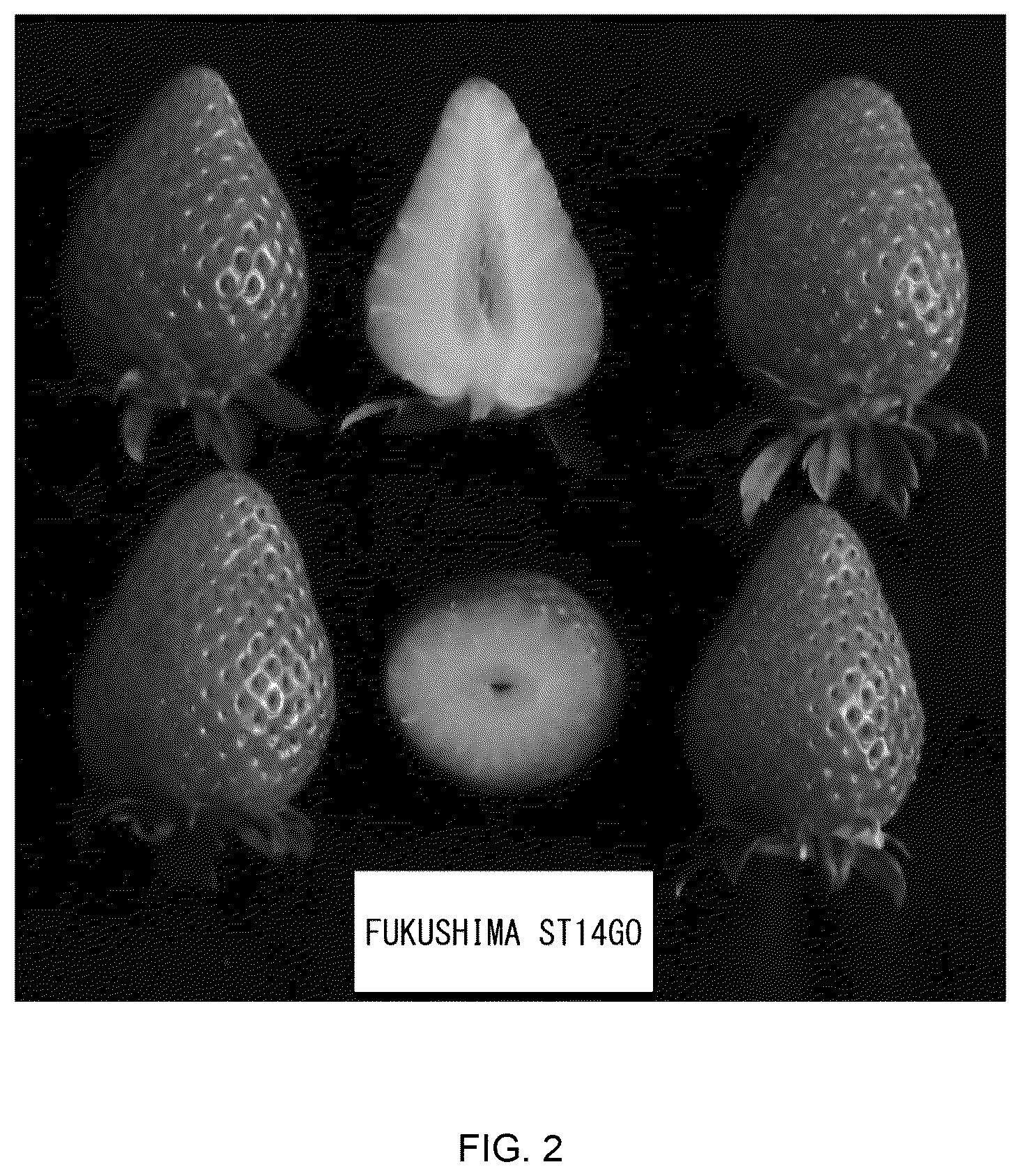 Patent USPP036840 Figure 2 – Strawberry plant named ‘Fukushima ST14Go’