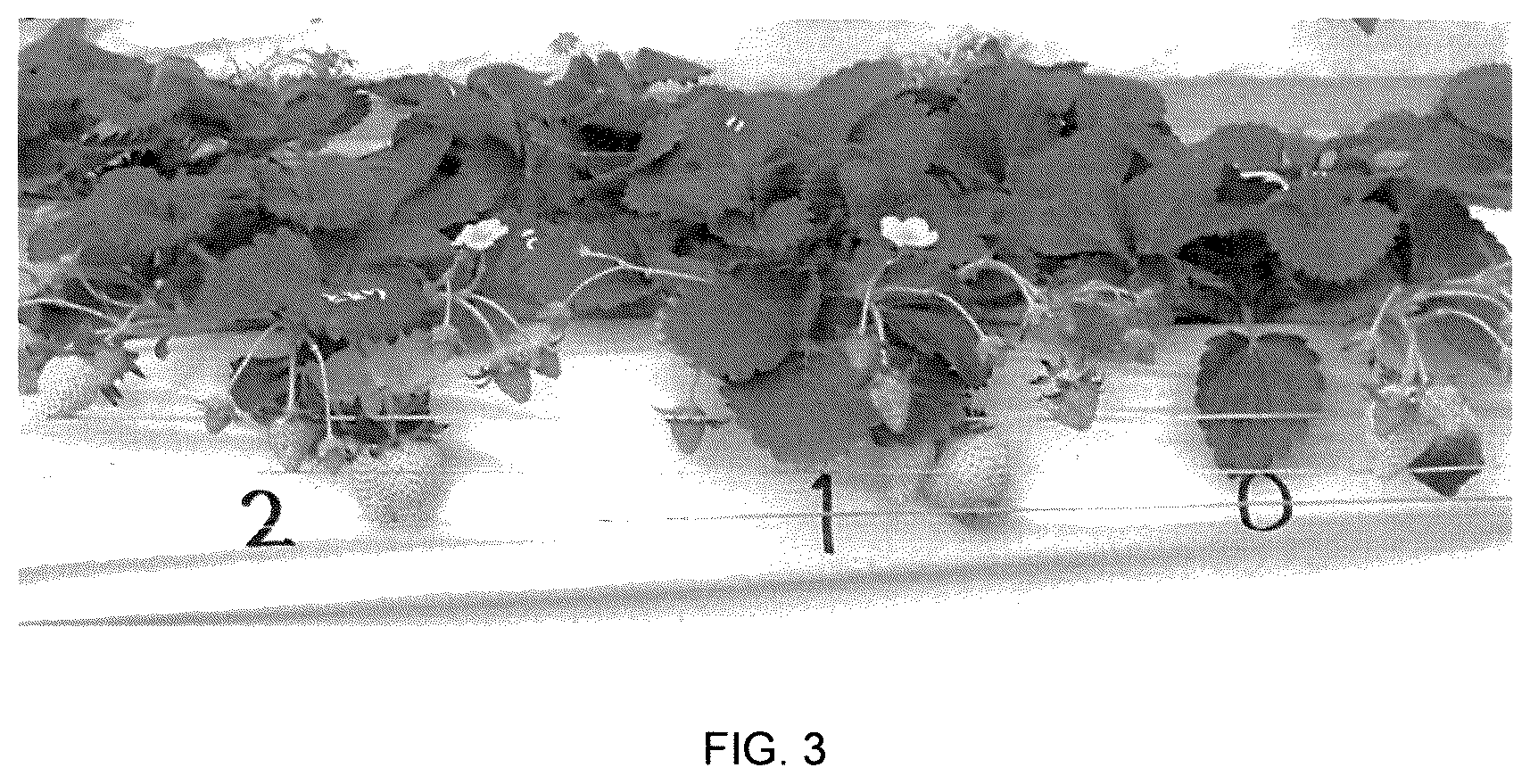 Patent USPP036840 Figure 3 – Strawberry plant named ‘Fukushima ST14Go’