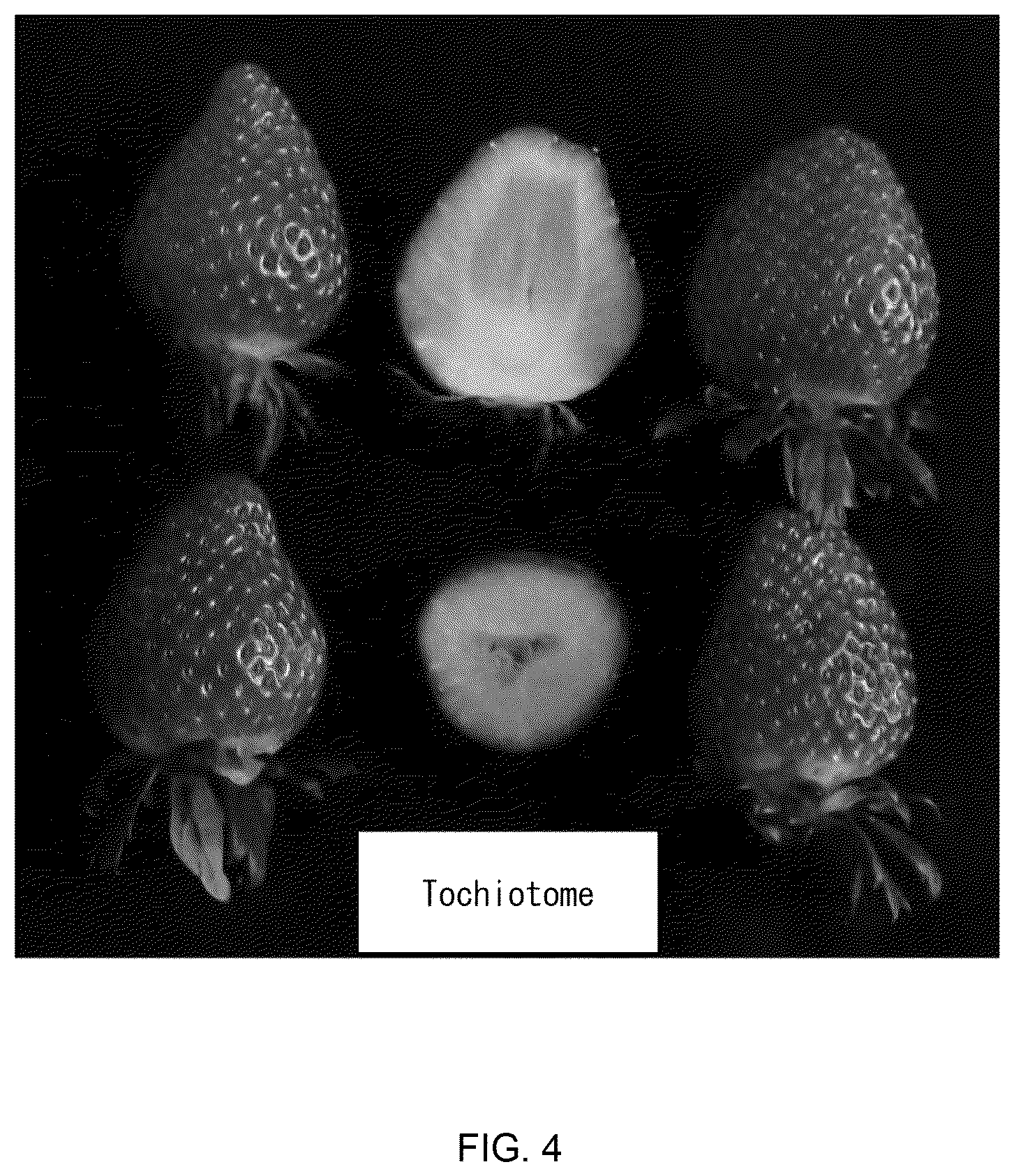 Patent USPP036840 Figure 4 – Strawberry plant named ‘Fukushima ST14Go’