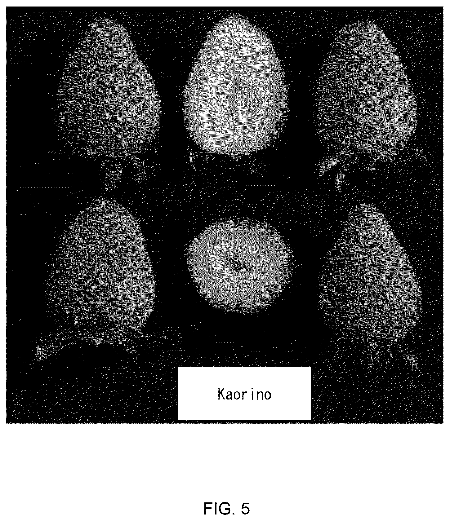 Patent USPP036840 Figure 5 – Strawberry plant named ‘Fukushima ST14Go’