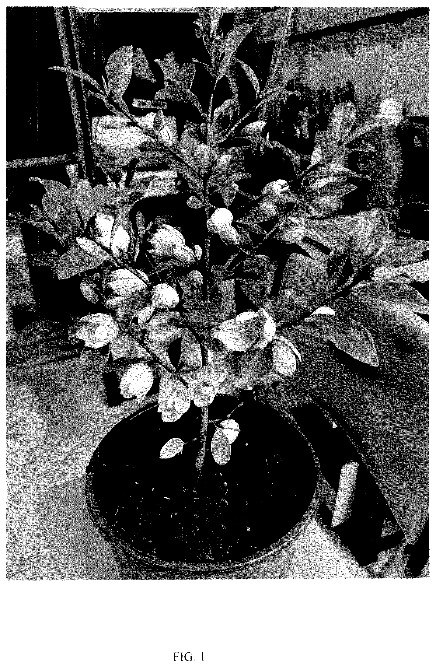 Patent USPP036841 Figure 1 – Magnolia plant named ‘MicJur12’