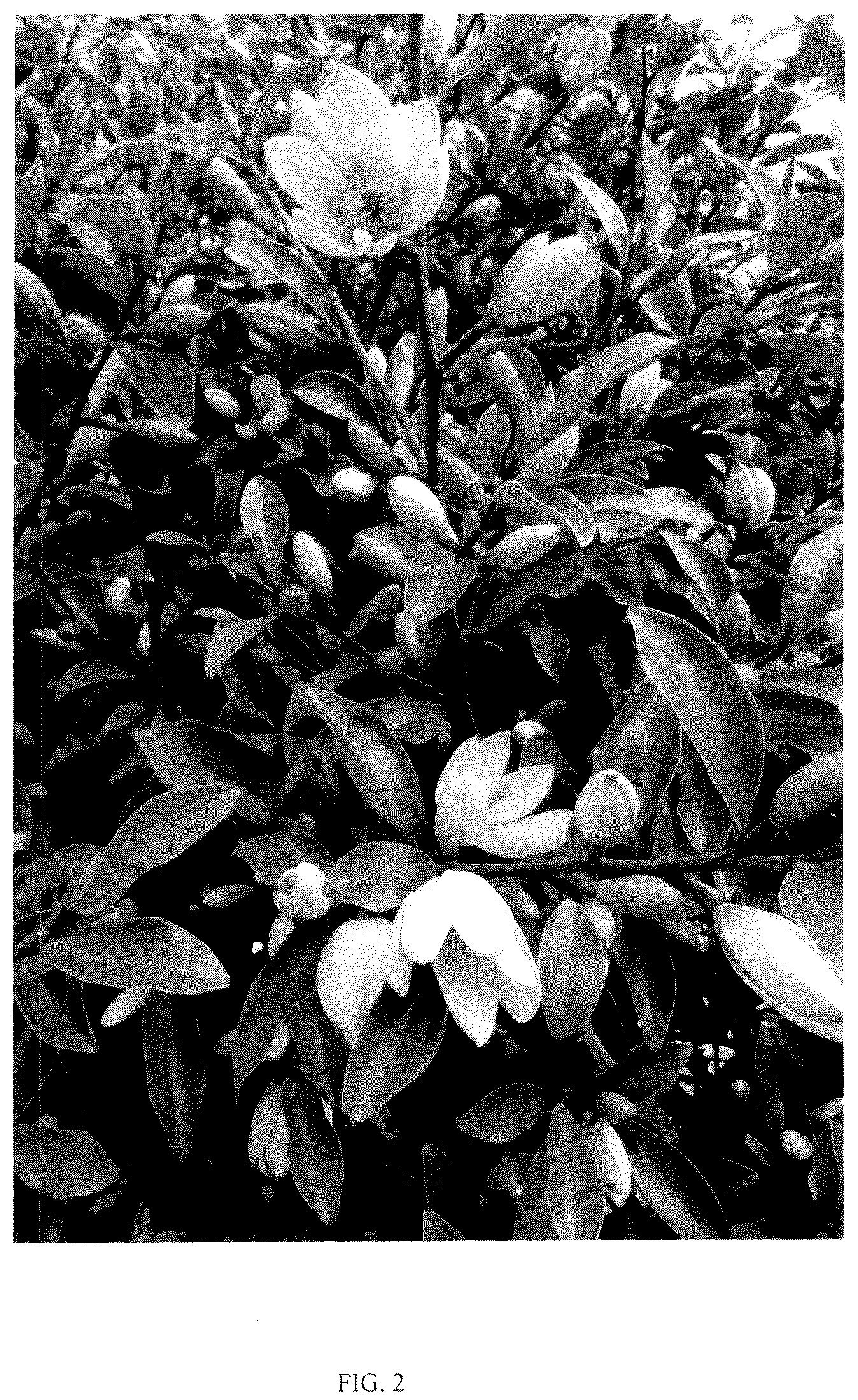 Patent USPP036841 Figure 2 – Magnolia plant named ‘MicJur12’