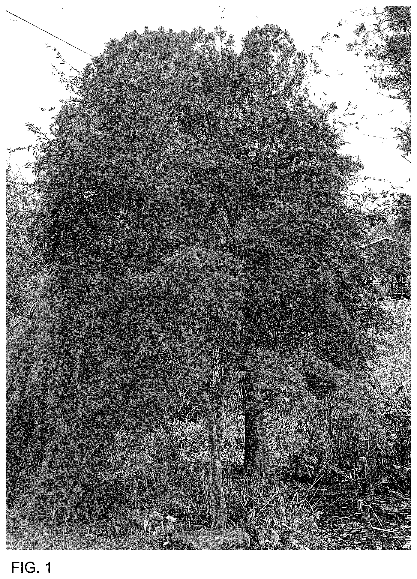 Patent USPP036842 Figure 1 – Acer tree named ‘Autken1’