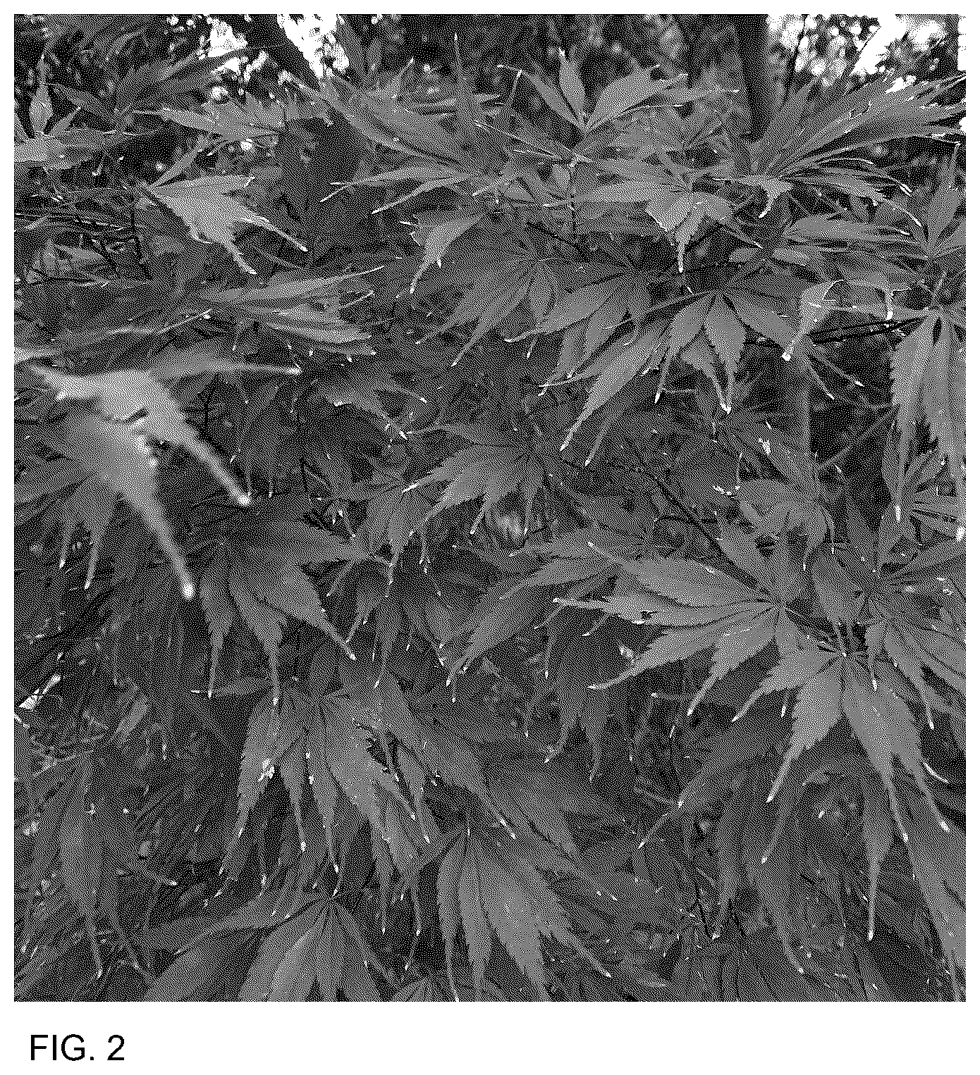 Patent USPP036842 Figure 2 – Acer tree named ‘Autken1’