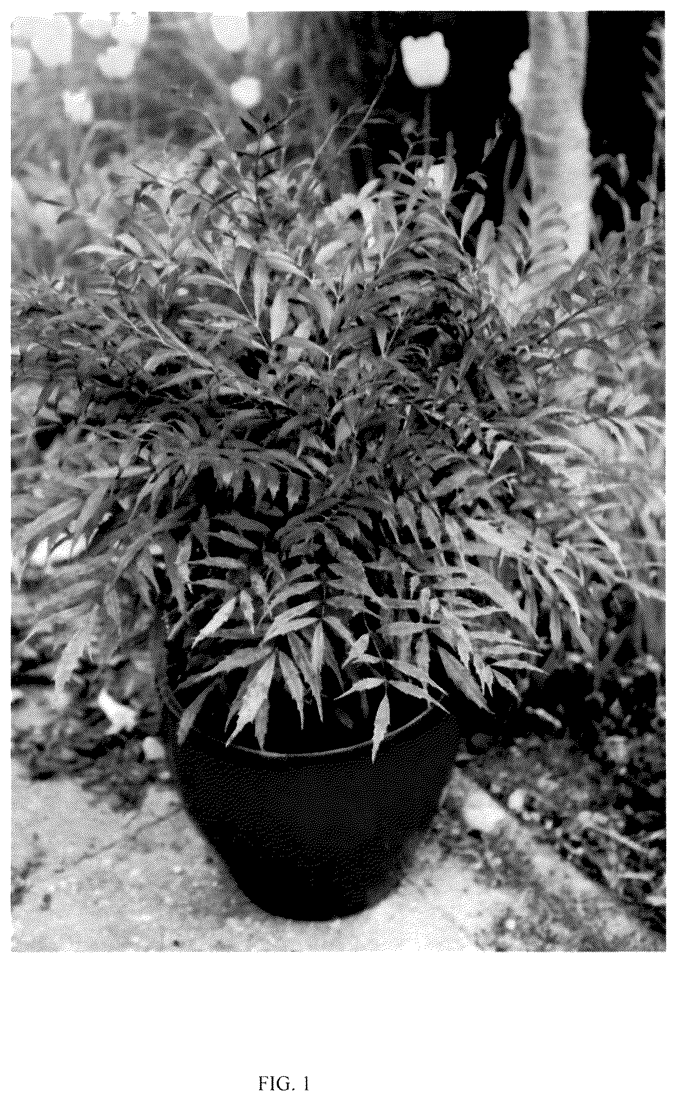 Patent USPP036843 Figure 1 – Mahonia plant named ‘HILLMAH’