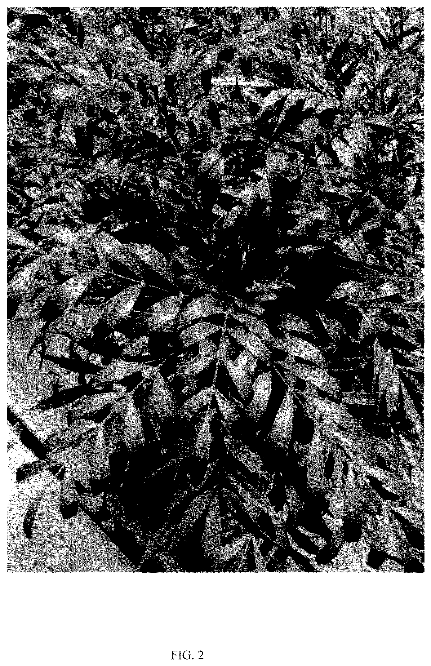 Patent USPP036843 Figure 2 – Mahonia plant named ‘HILLMAH’