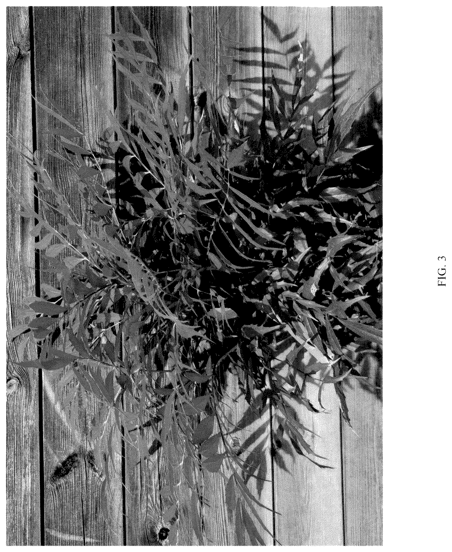 Patent USPP036843 Figure 3 – Mahonia plant named ‘HILLMAH’