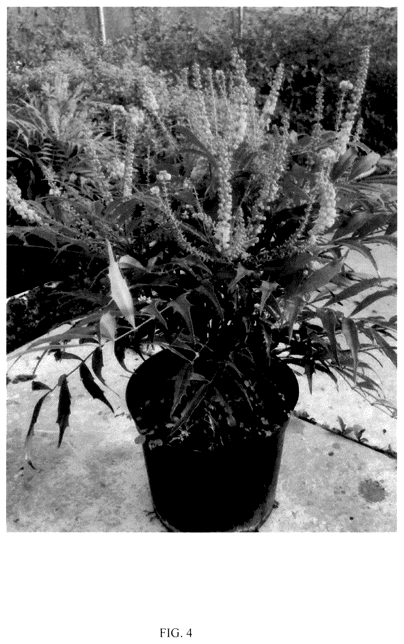 Patent USPP036843 Figure 4 – Mahonia plant named ‘HILLMAH’