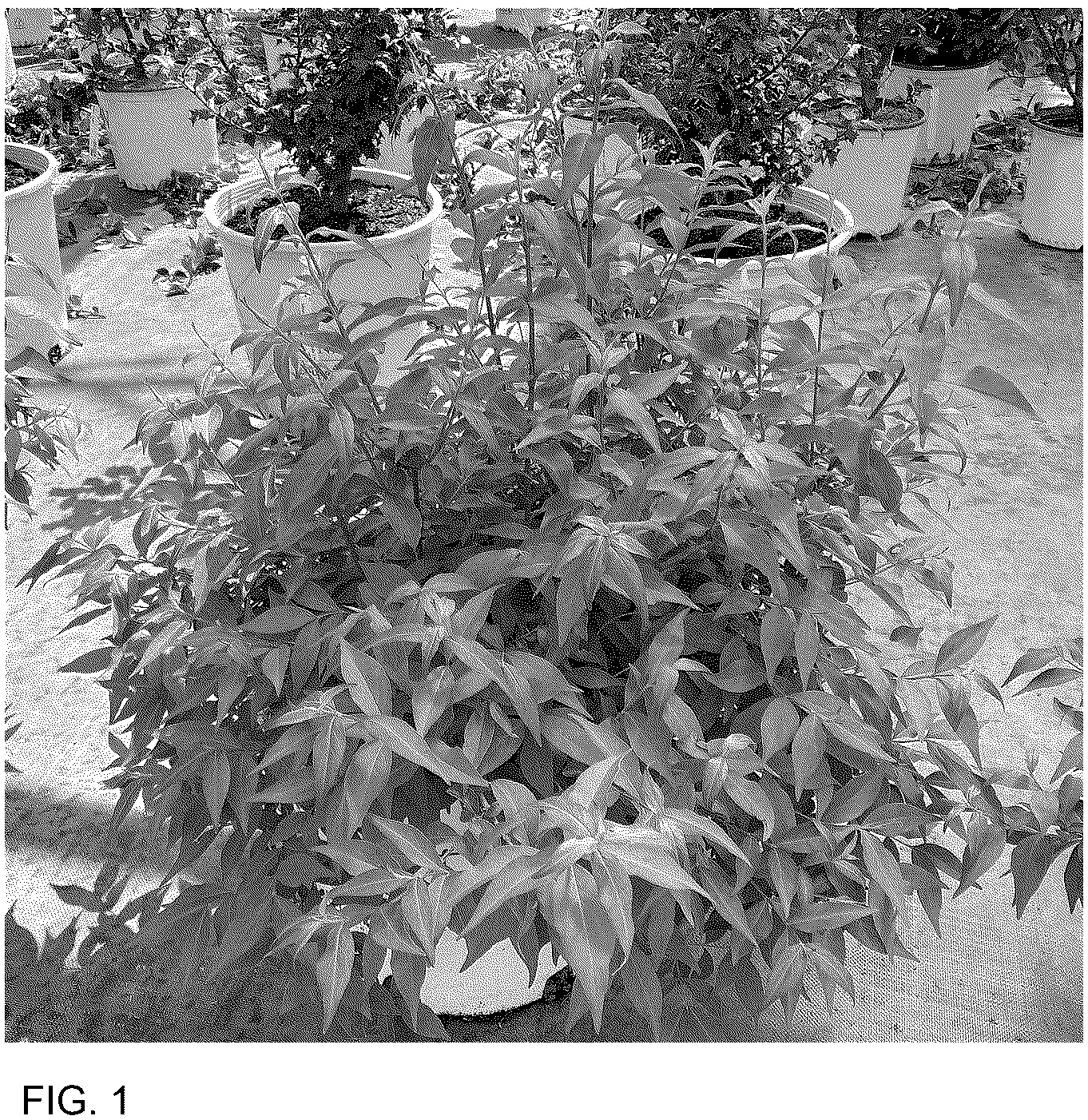 Patent USPP036844 Figure 1 – Abelia plant named ‘SMNAMW’