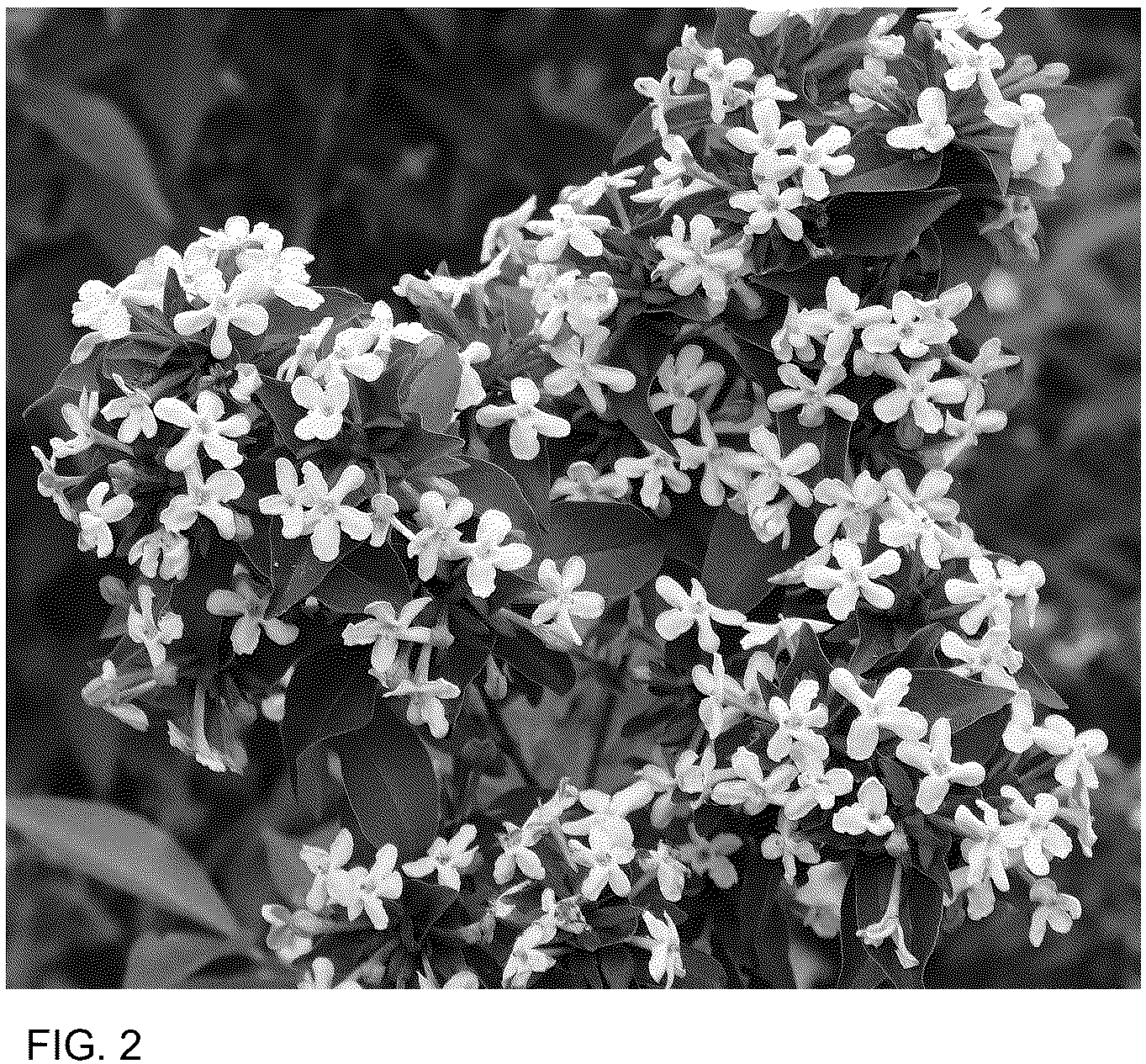 Patent USPP036844 Figure 2 – Abelia plant named ‘SMNAMW’