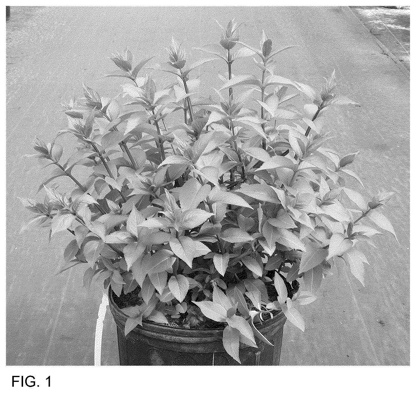 Patent USPP036845 Figure 1 – Diervilla plant named ‘SMNDSF’