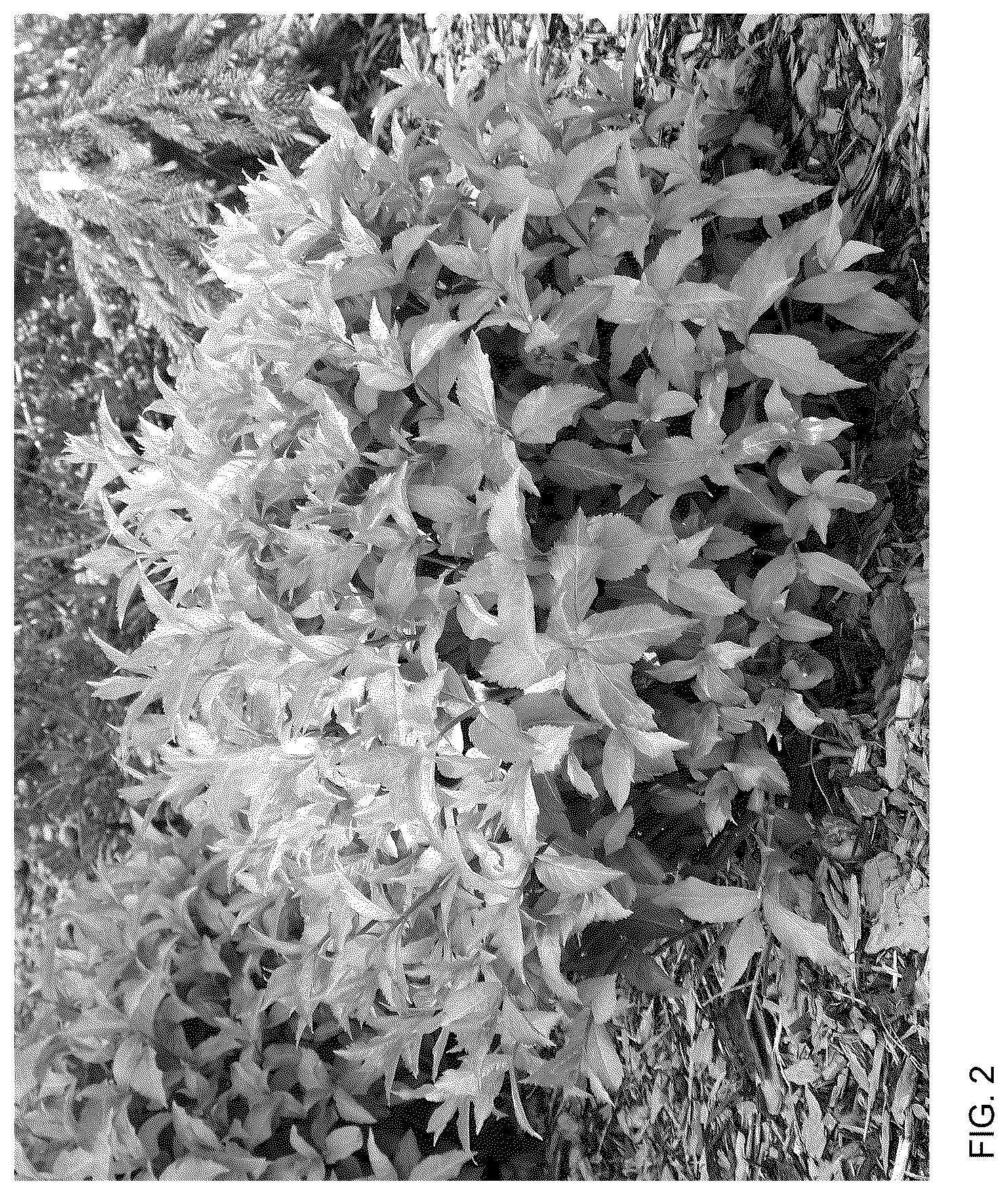 Patent USPP036845 Figure 2 – Diervilla plant named ‘SMNDSF’