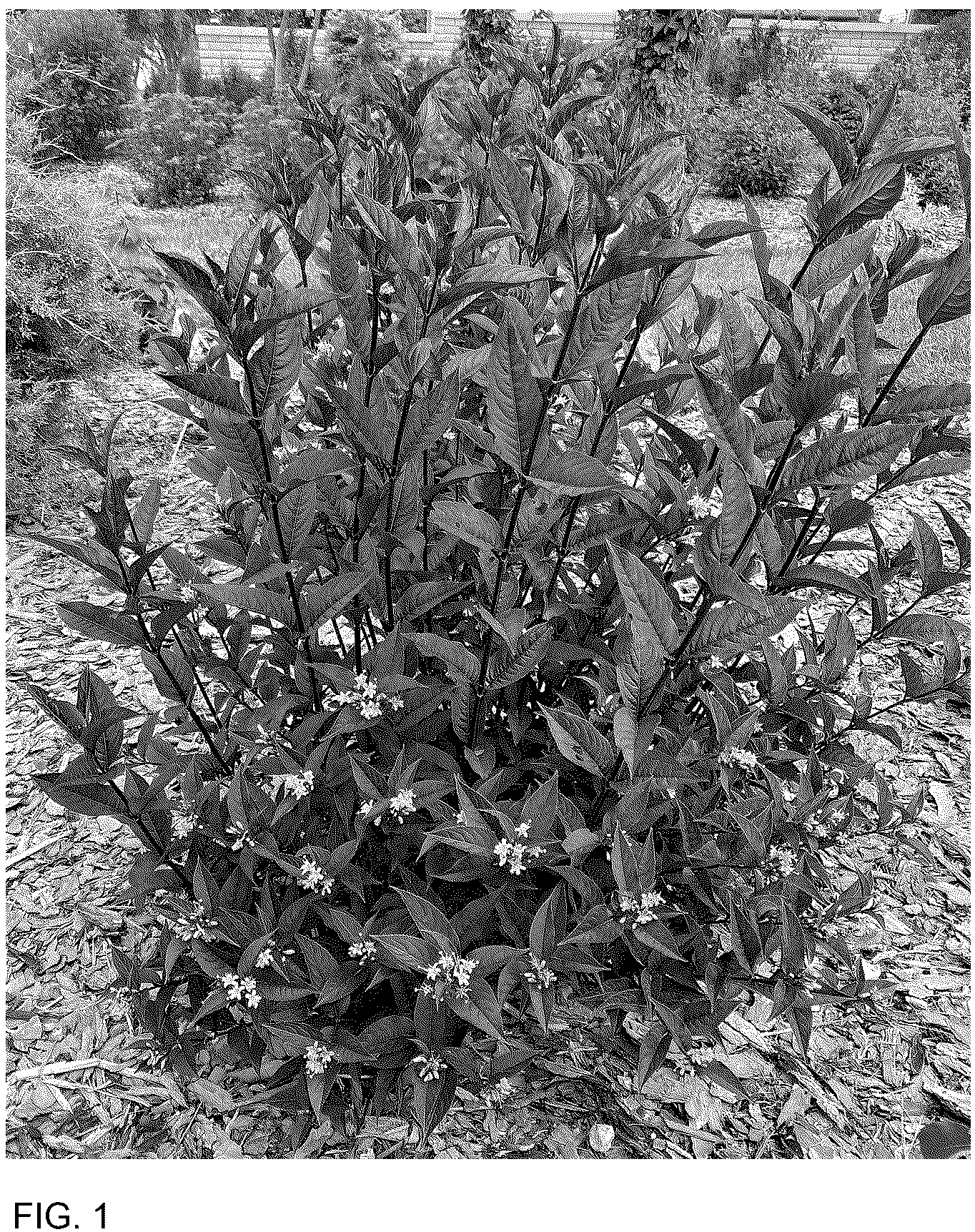Patent USPP036846 Figure 1 – Diervilla plant named ‘SMNDSN’