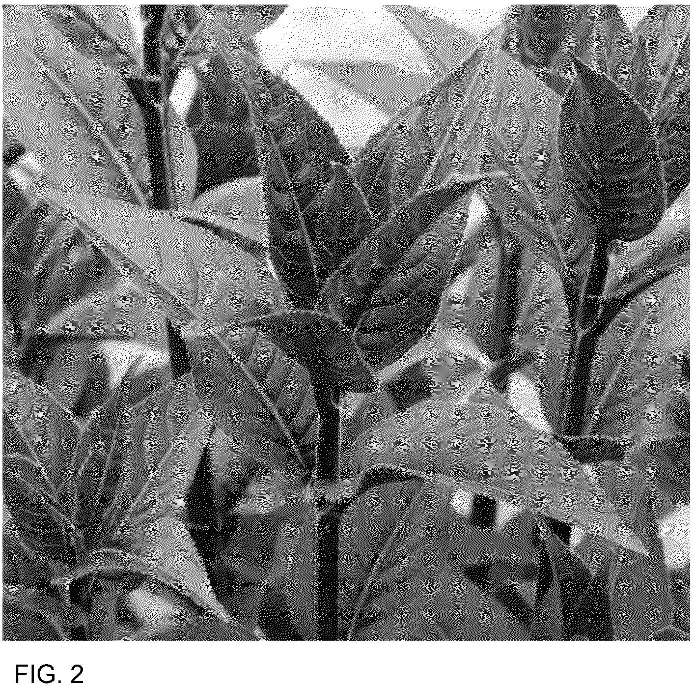 Patent USPP036846 Figure 2 – Diervilla plant named ‘SMNDSN’