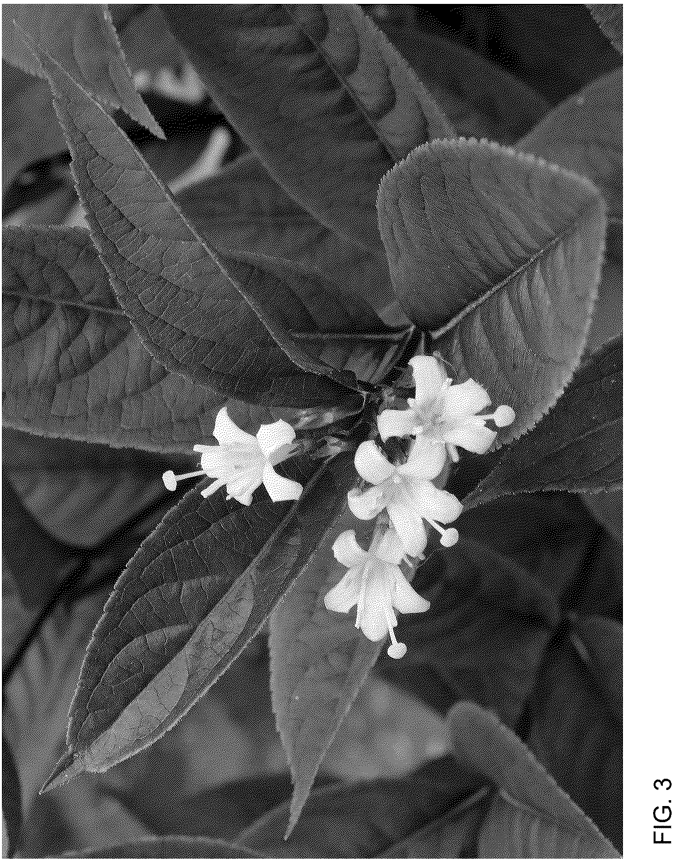 Patent USPP036846 Figure 3 – Diervilla plant named ‘SMNDSN’