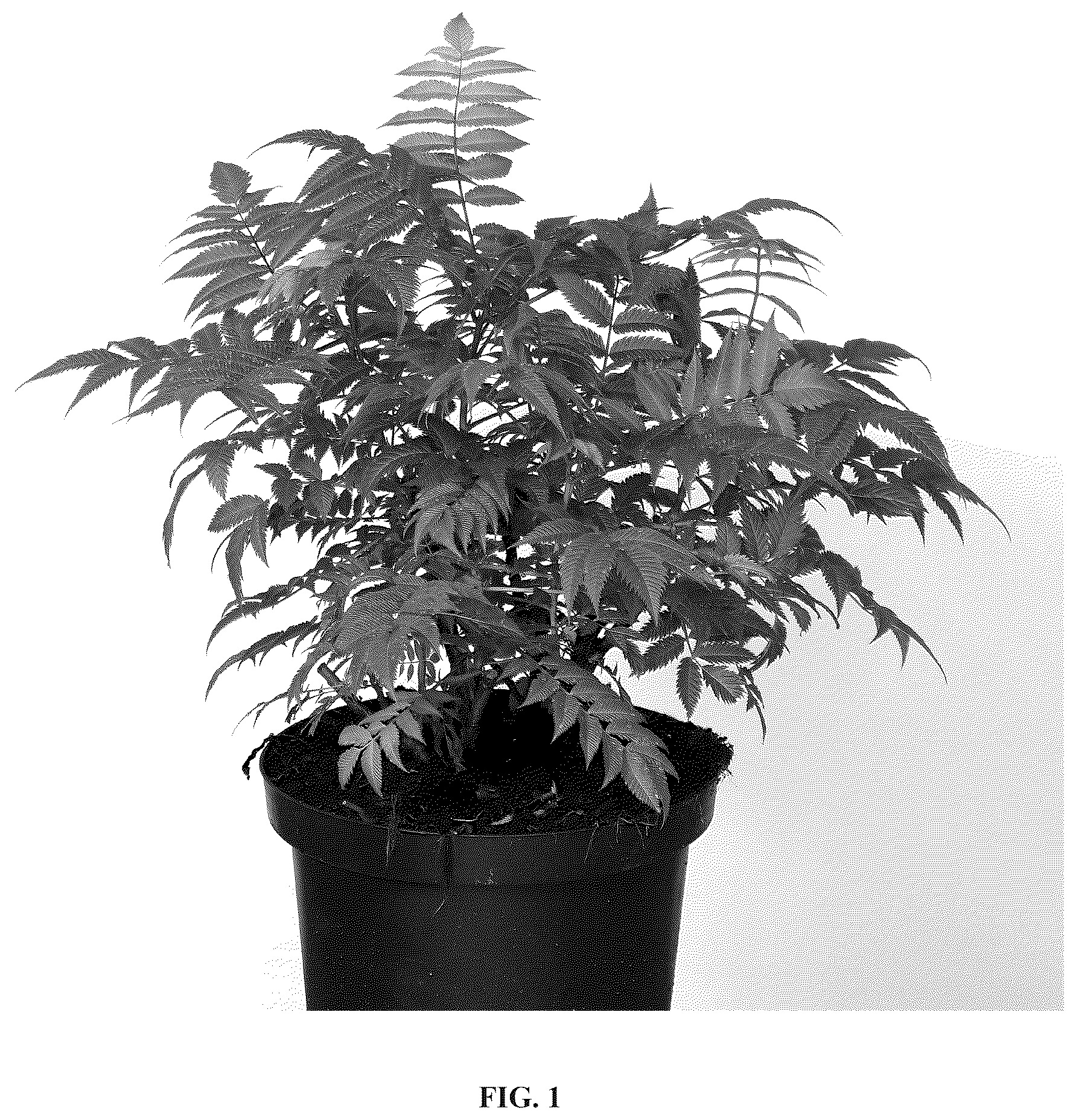 Patent USPP036847 Figure 1 – Sorbaria plant named ‘Hyfaria’