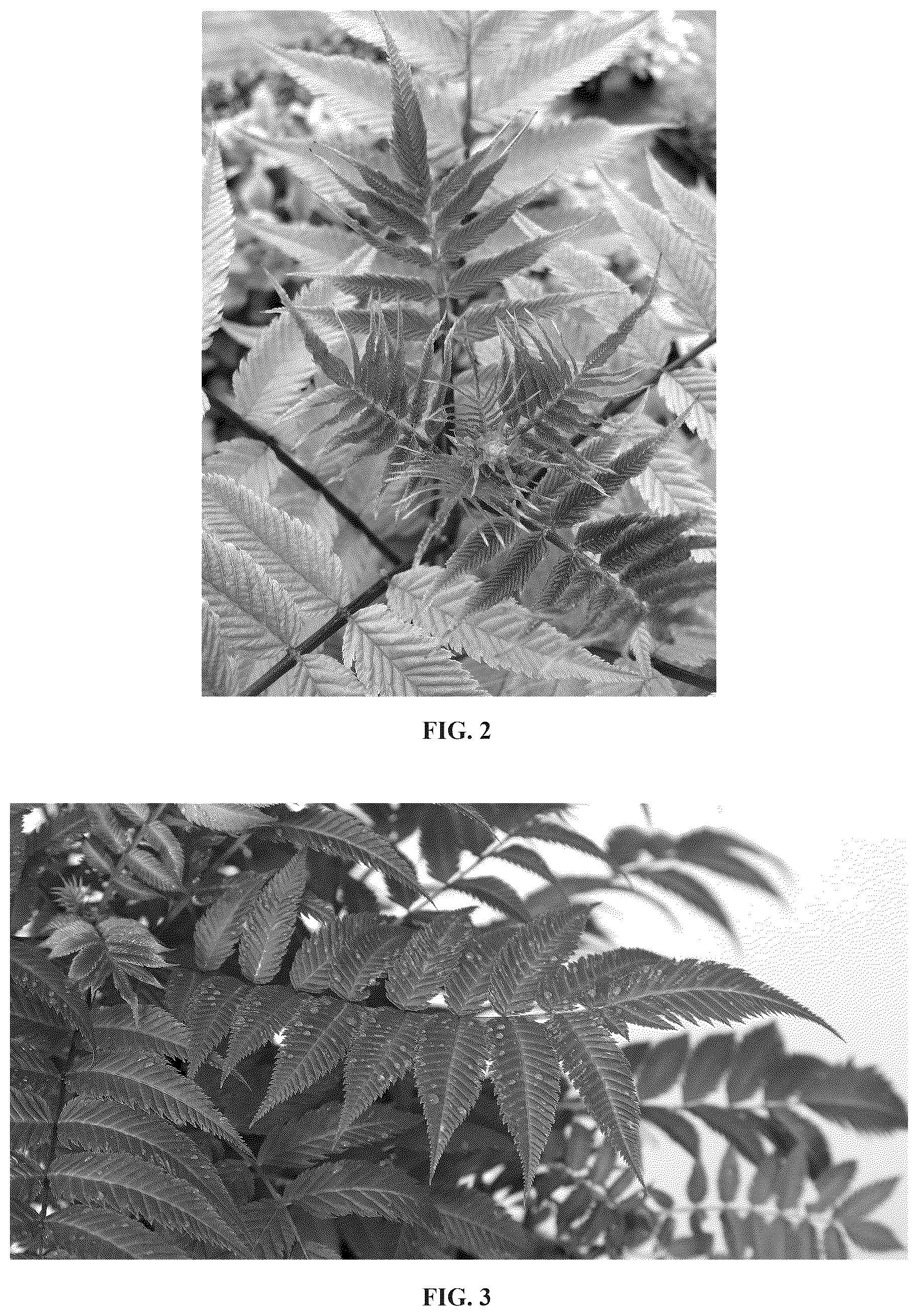 Patent USPP036847 Figure 2 – Sorbaria plant named ‘Hyfaria’
