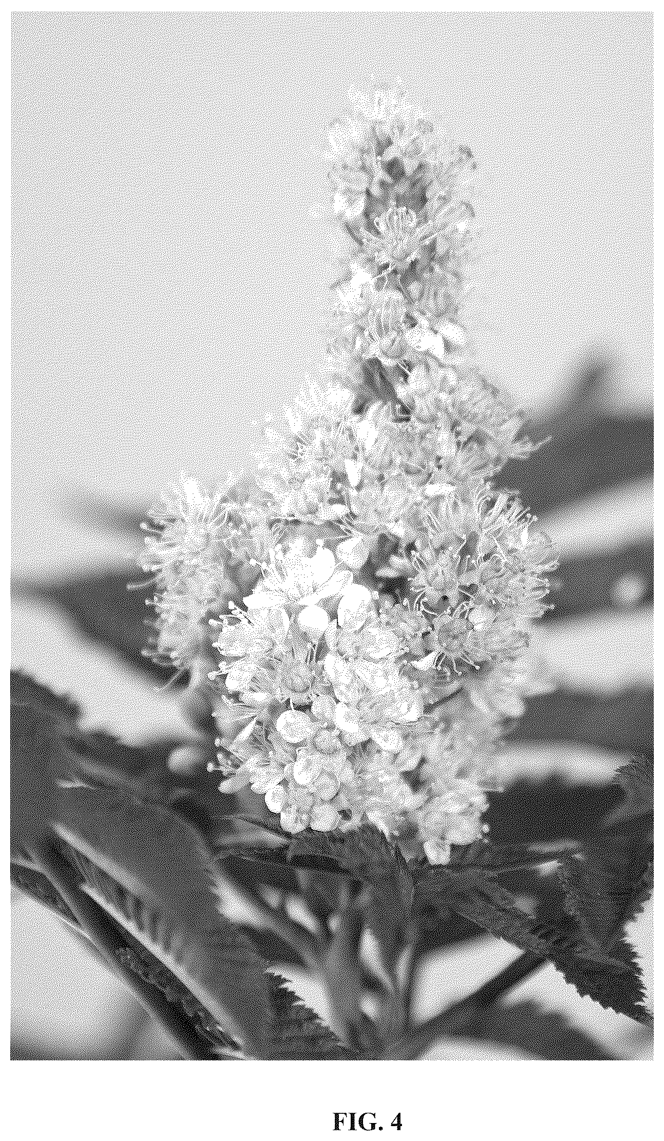 Patent USPP036847 Figure 3 – Sorbaria plant named ‘Hyfaria’