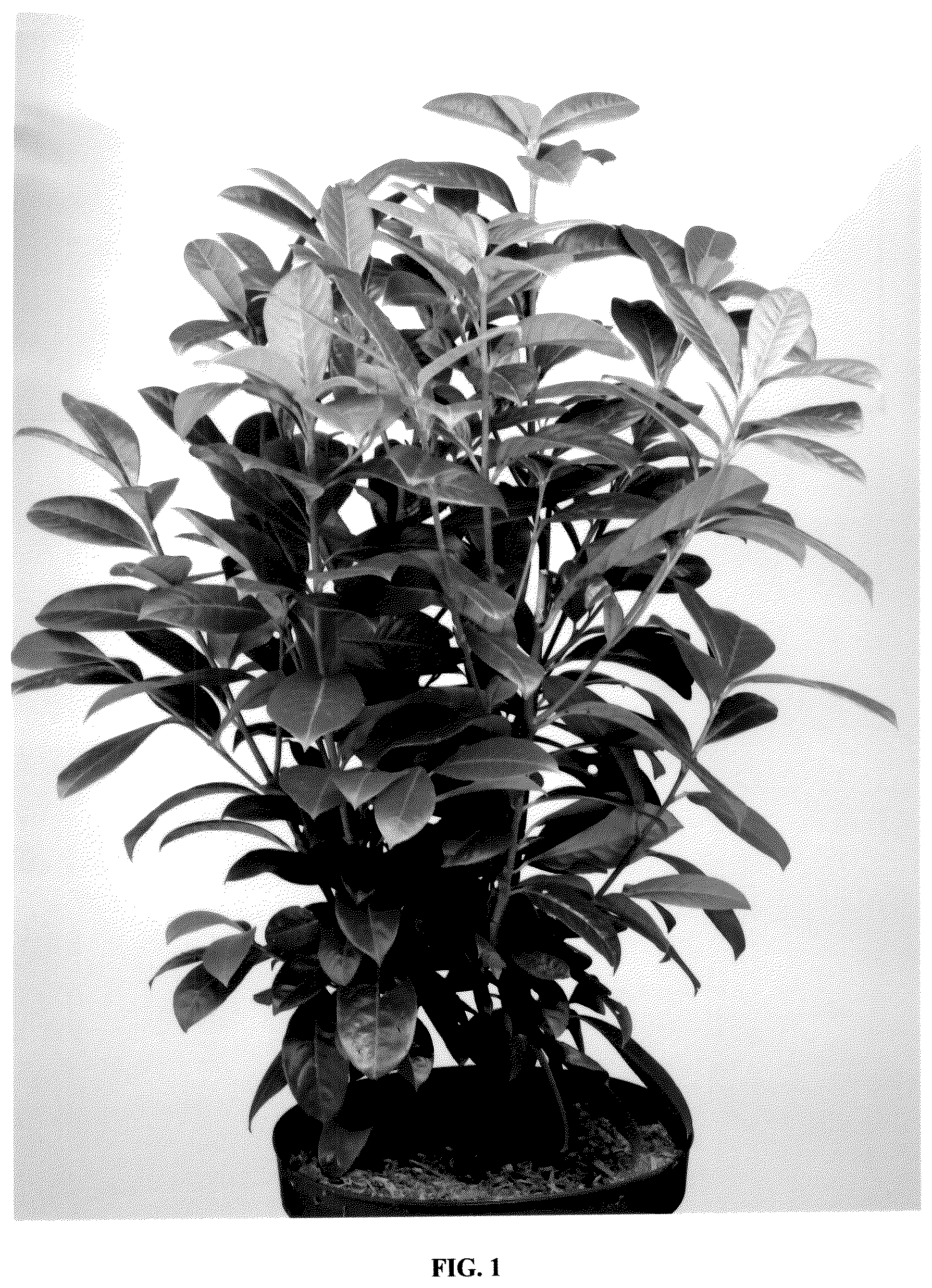 Patent USPP036848 Figure 1 – Prunus plant named ‘Frerichs 01’