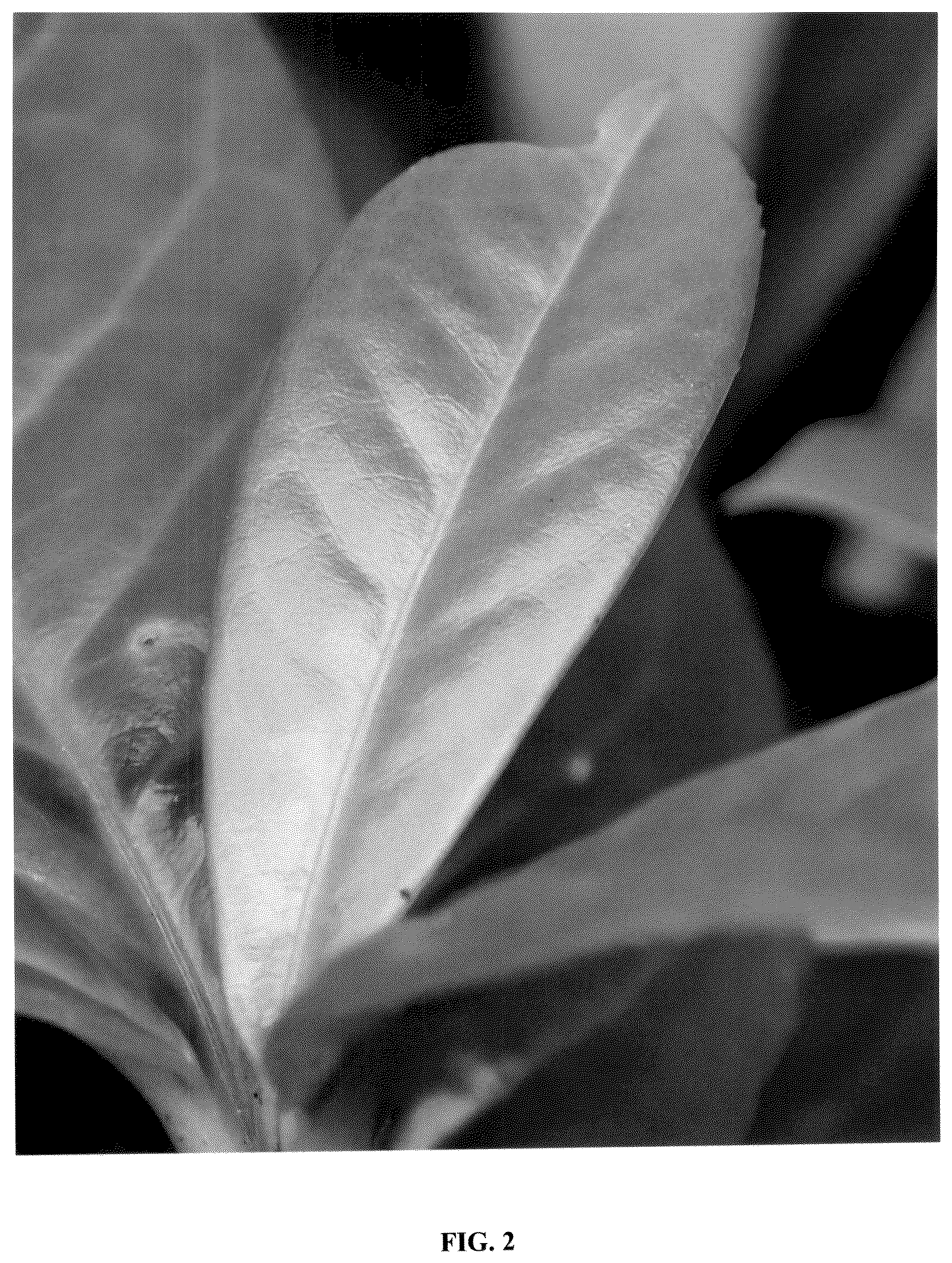 Patent USPP036848 Figure 2 – Prunus plant named ‘Frerichs 01’