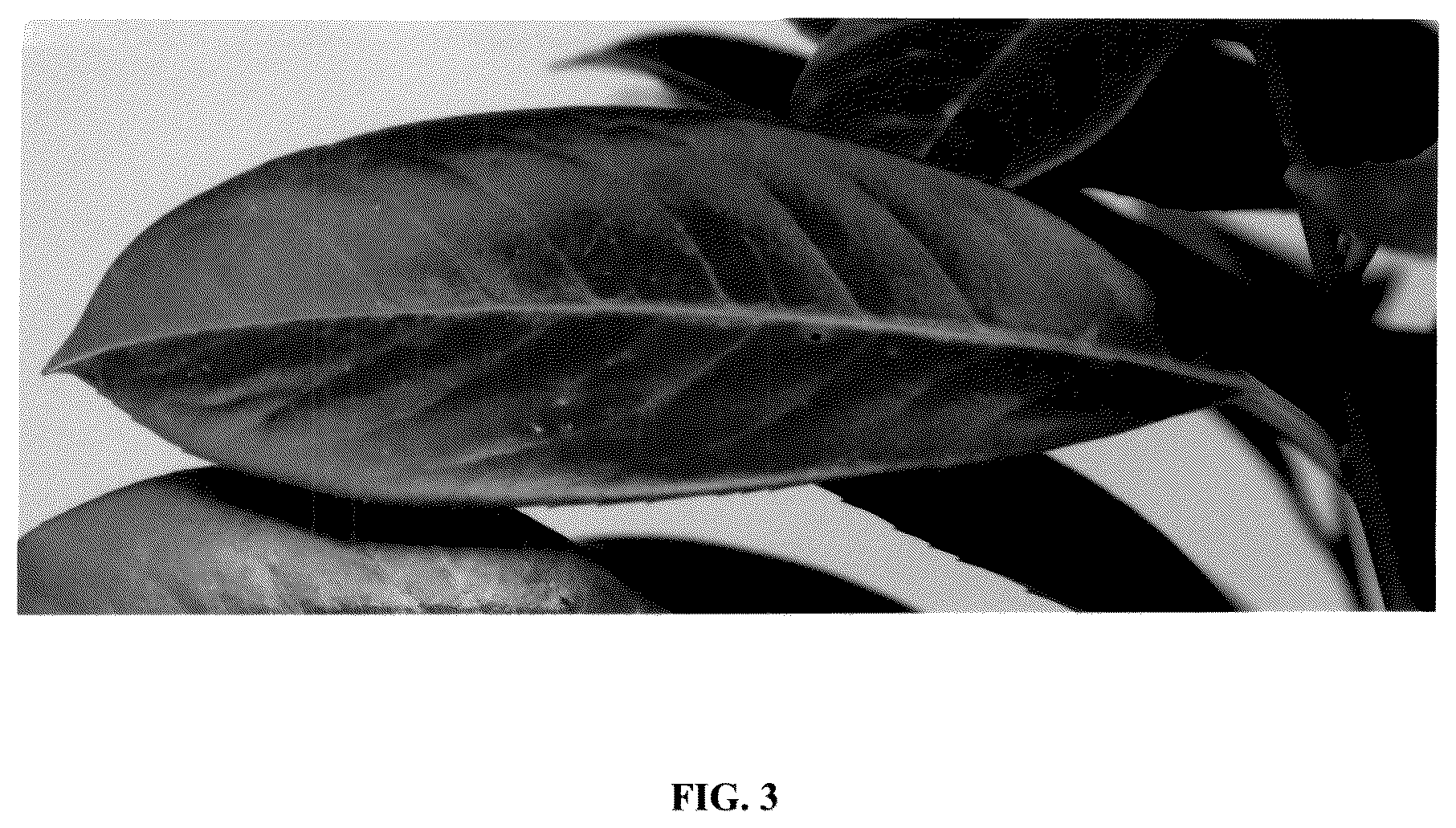 Patent USPP036848 Figure 3 – Prunus plant named ‘Frerichs 01’