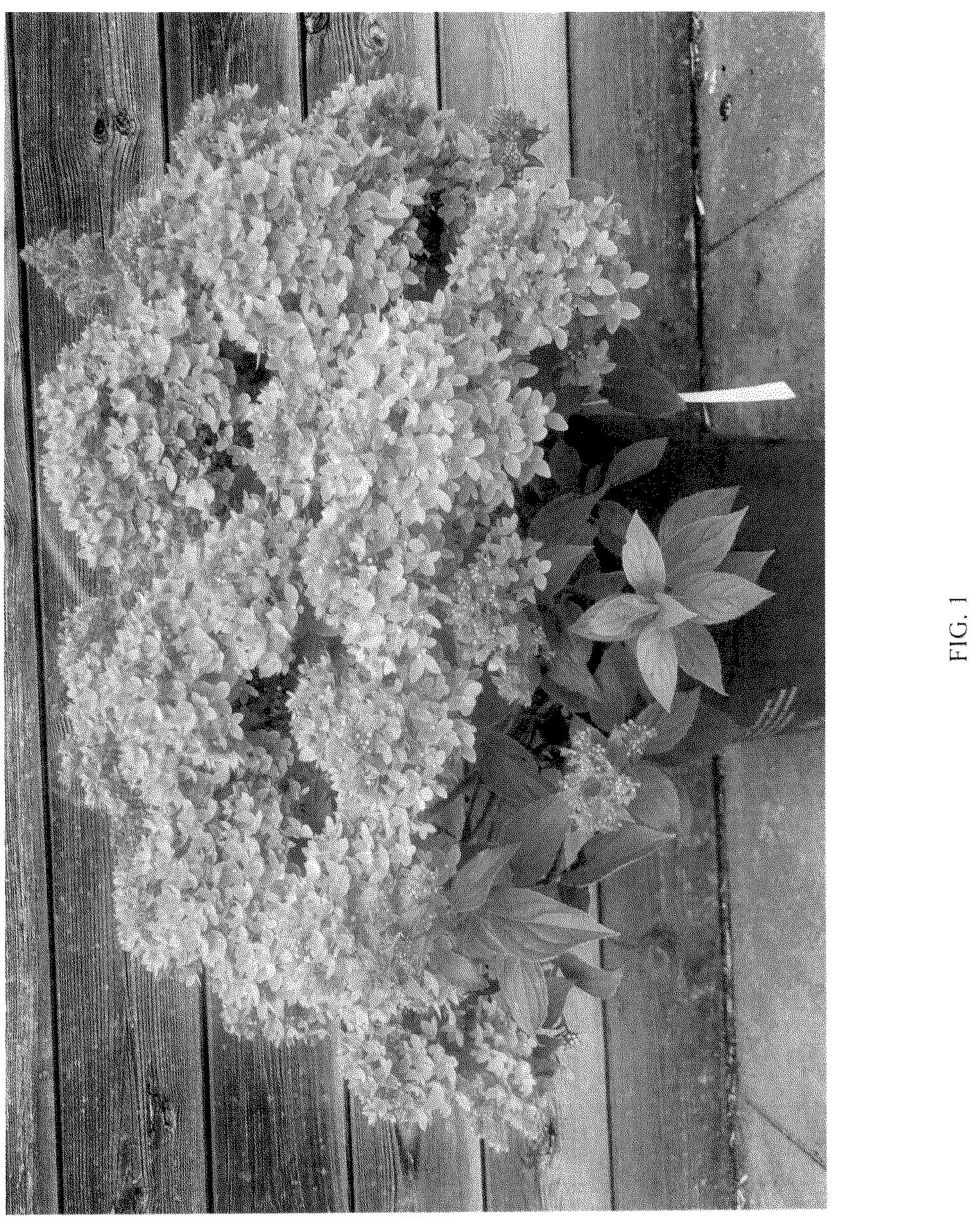 Patent USPP036849 Figure 1 – Hydrangea plant named ‘LC NO24’