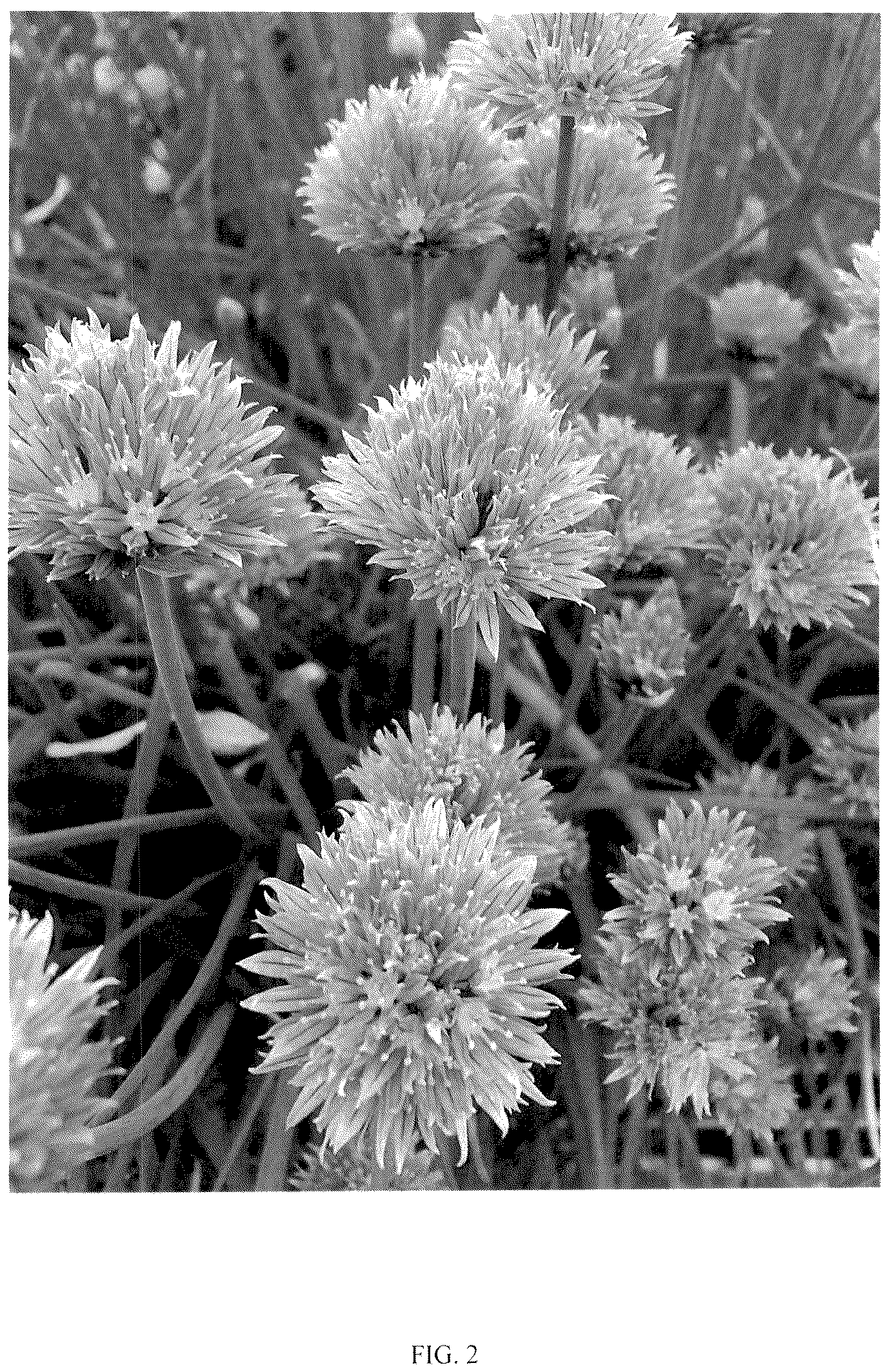 Patent USPP036850 Figure 2 – Allium plant named ‘G22087’