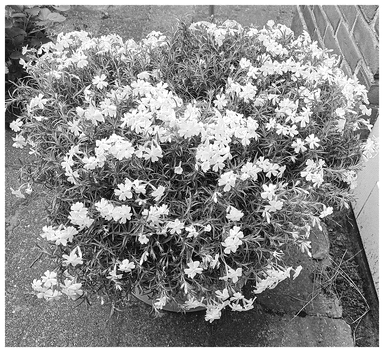 Patent USPP036851 Figure 1 – Phlox plant named ‘Dophlolawhi’