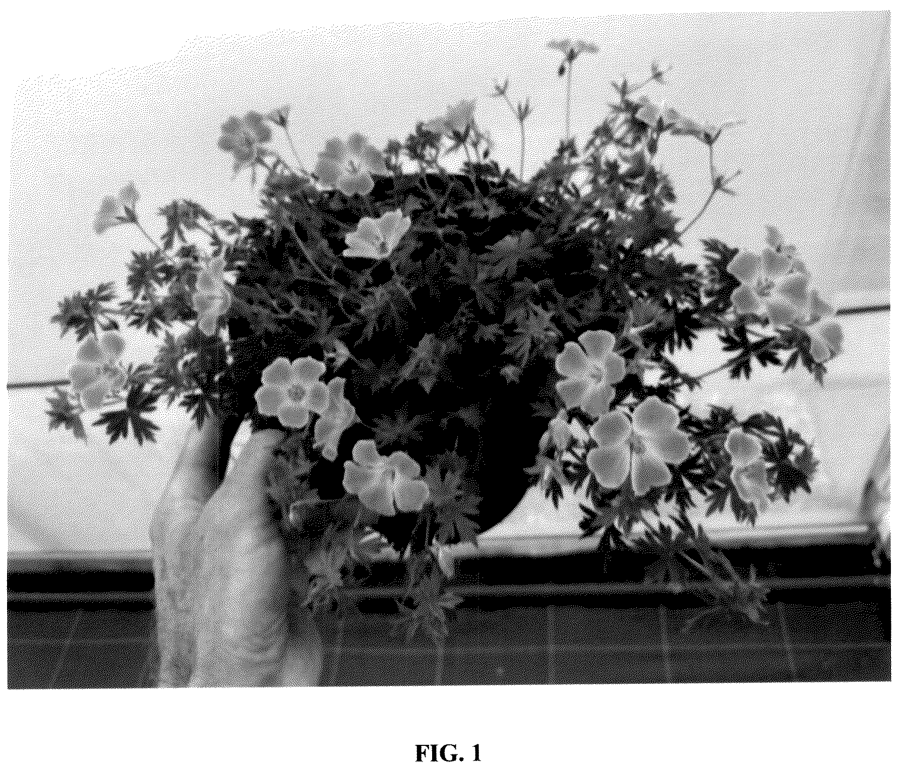 Patent USPP036852 Figure 1 – Geranium plant named ‘MVNG1901’