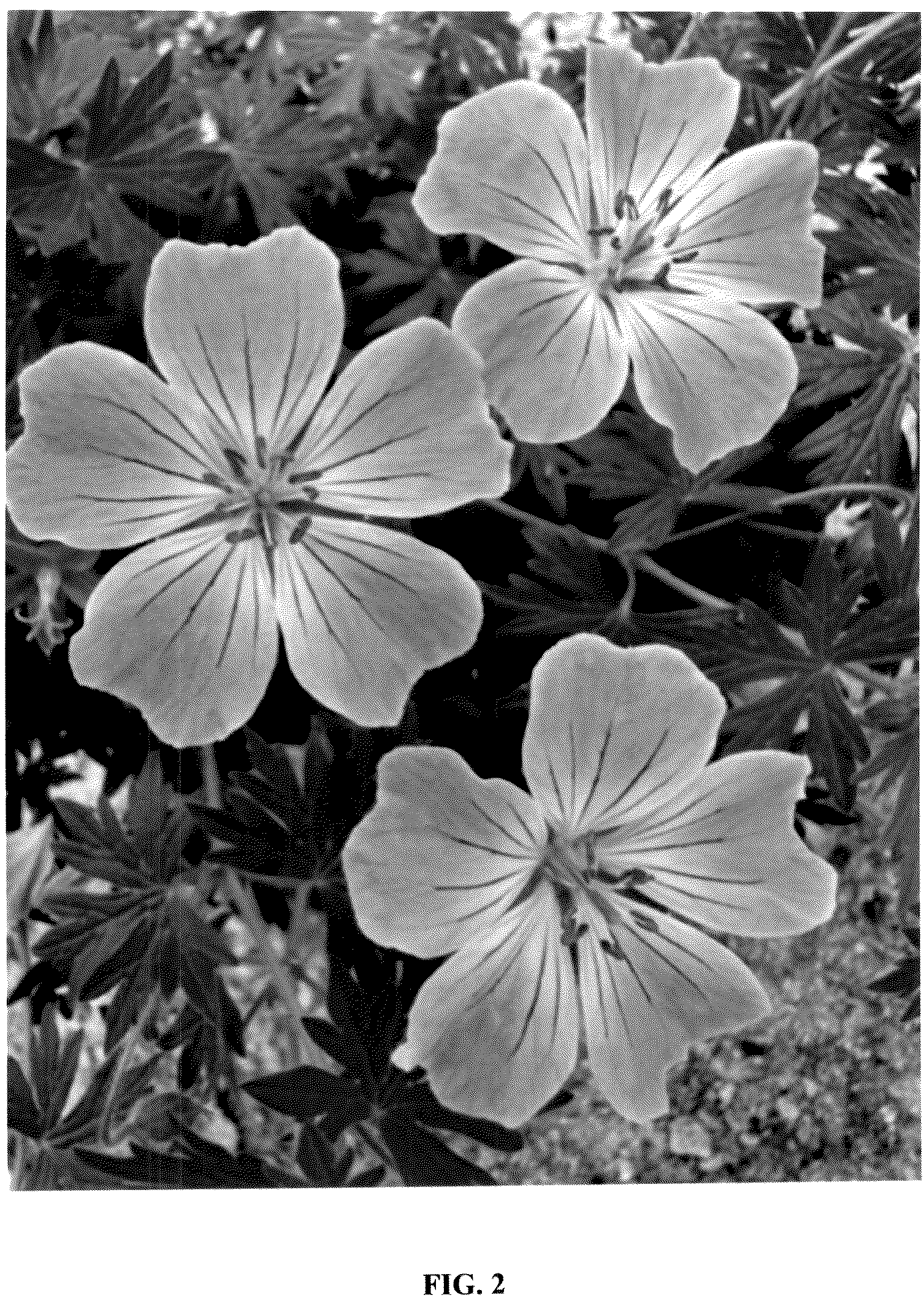 Patent USPP036852 Figure 2 – Geranium plant named ‘MVNG1901’